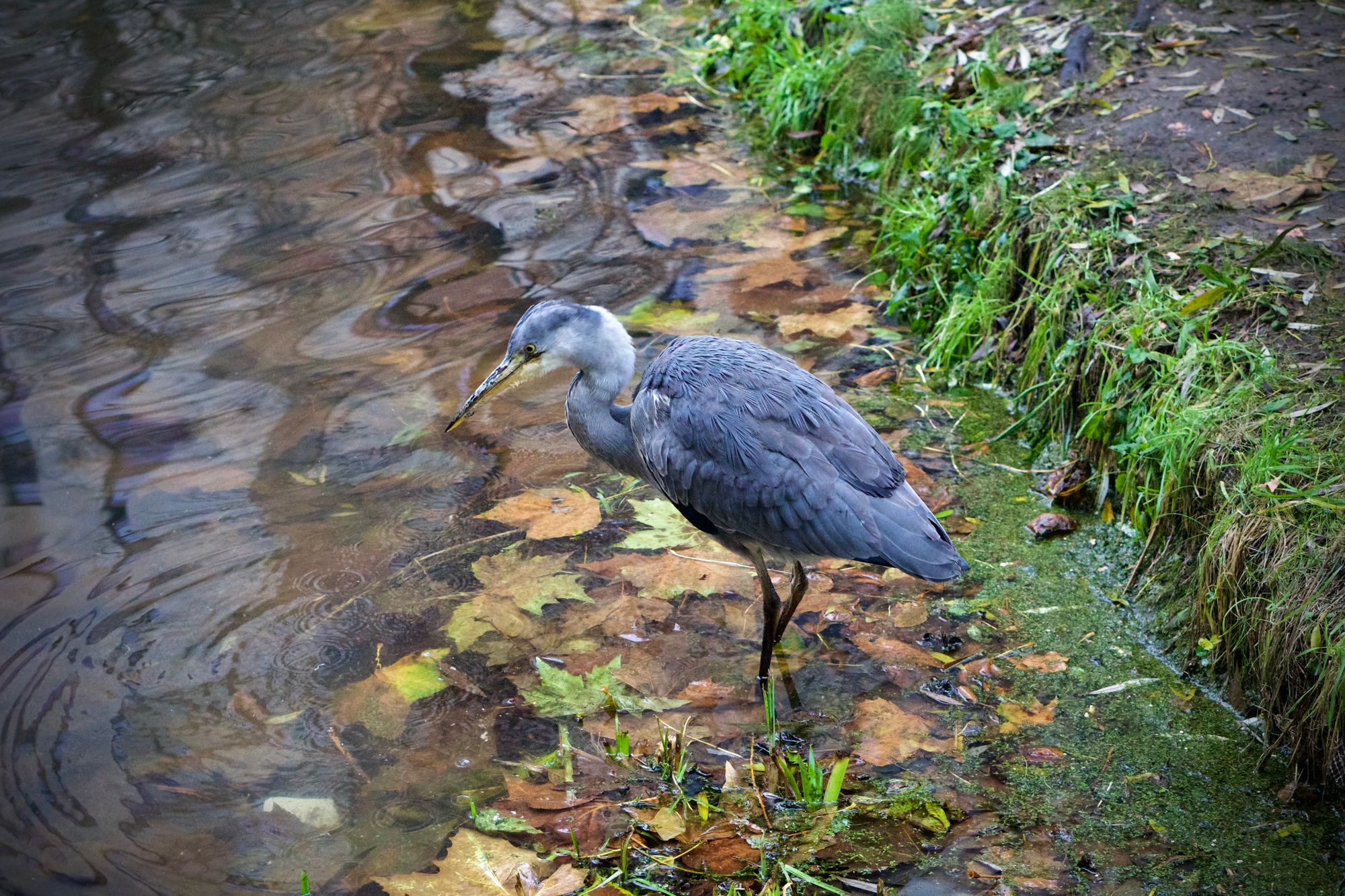A young heron sits at the edge of a pond, their beak dripping with water.