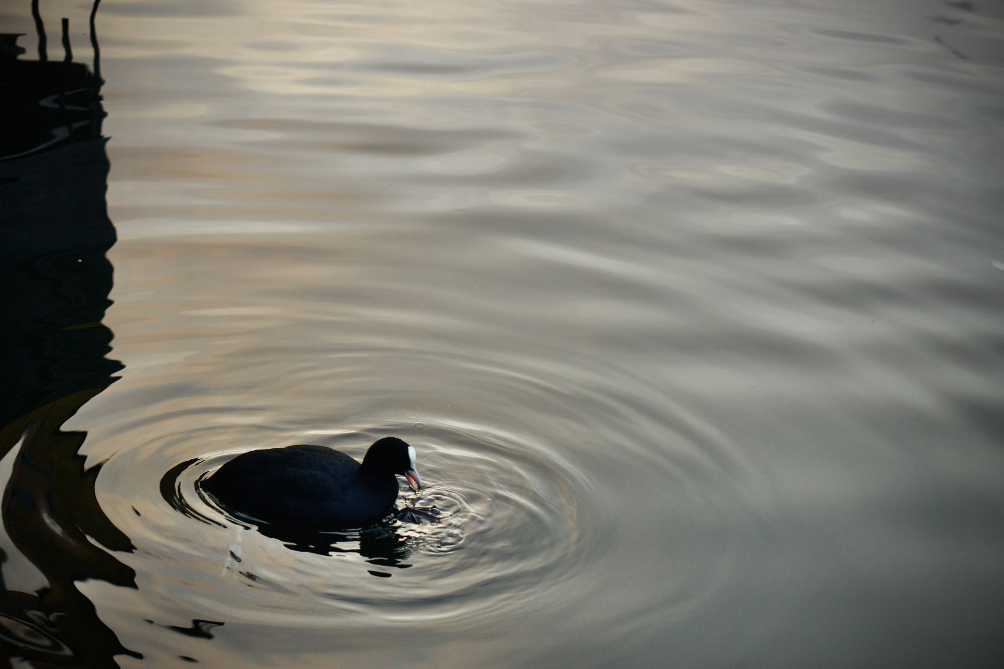 A coot swims in a lake just off a pontoon. They have their mouth open having just been feeding.