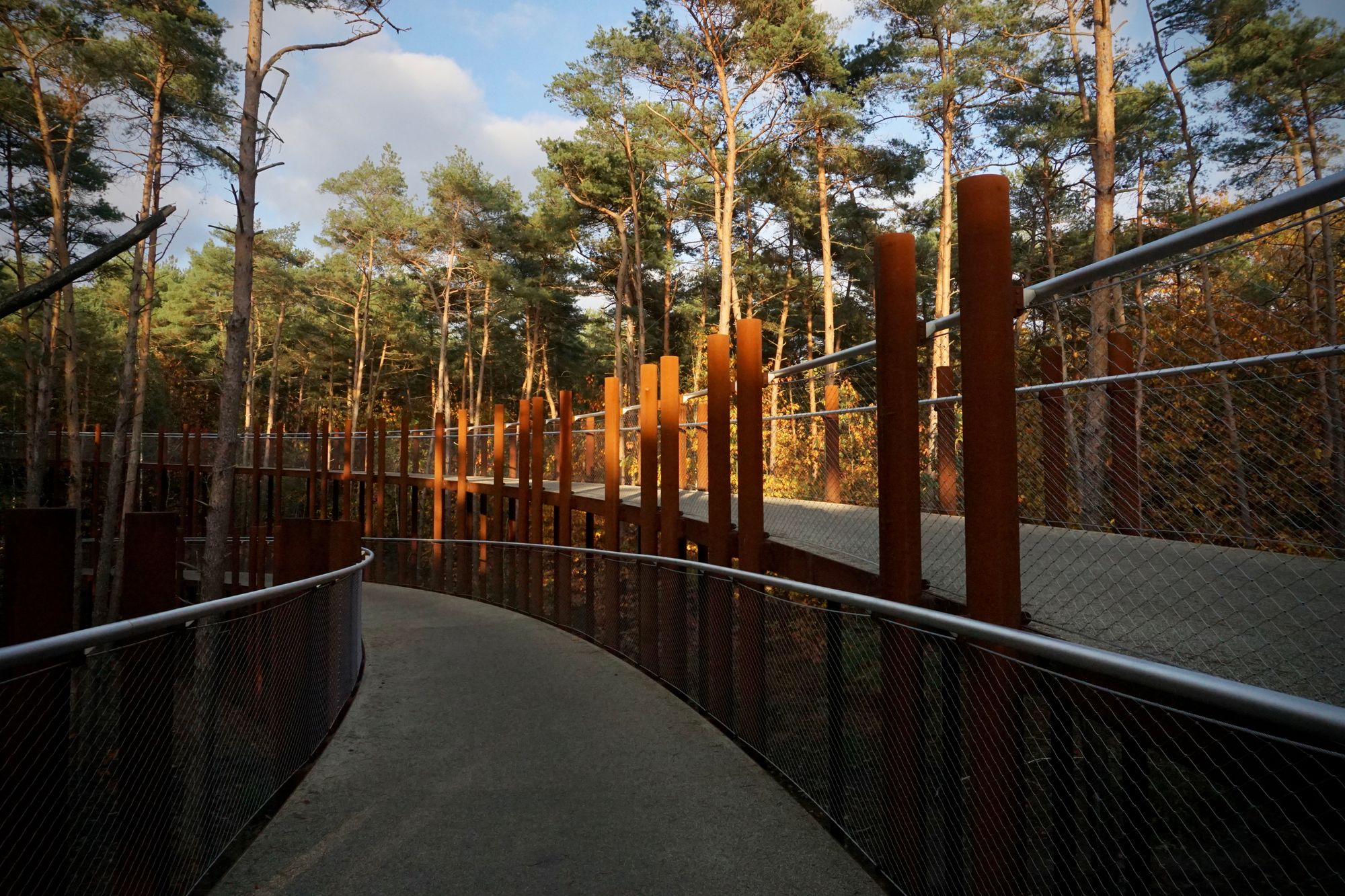 A view from the cycle track. Trees are lit by the sun as the track curves to the left.