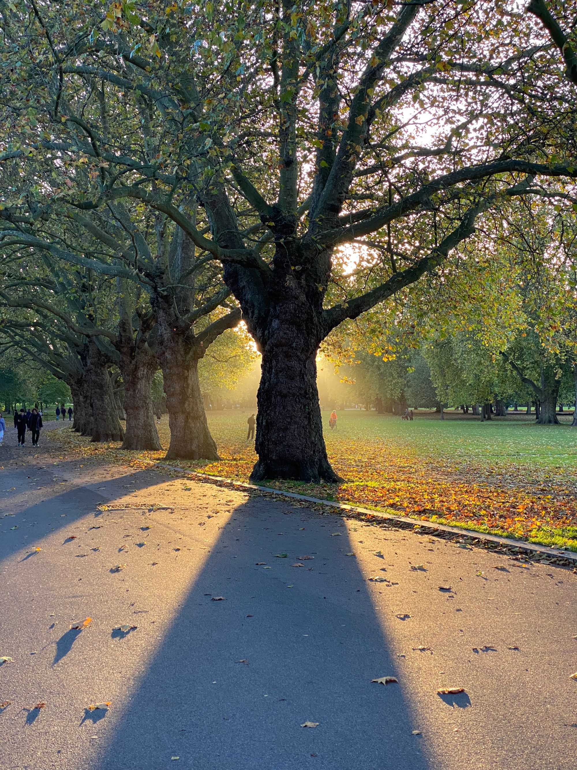 A tree in Victoria Park with the sun setting behind it, sunrays emerging through the shadows.