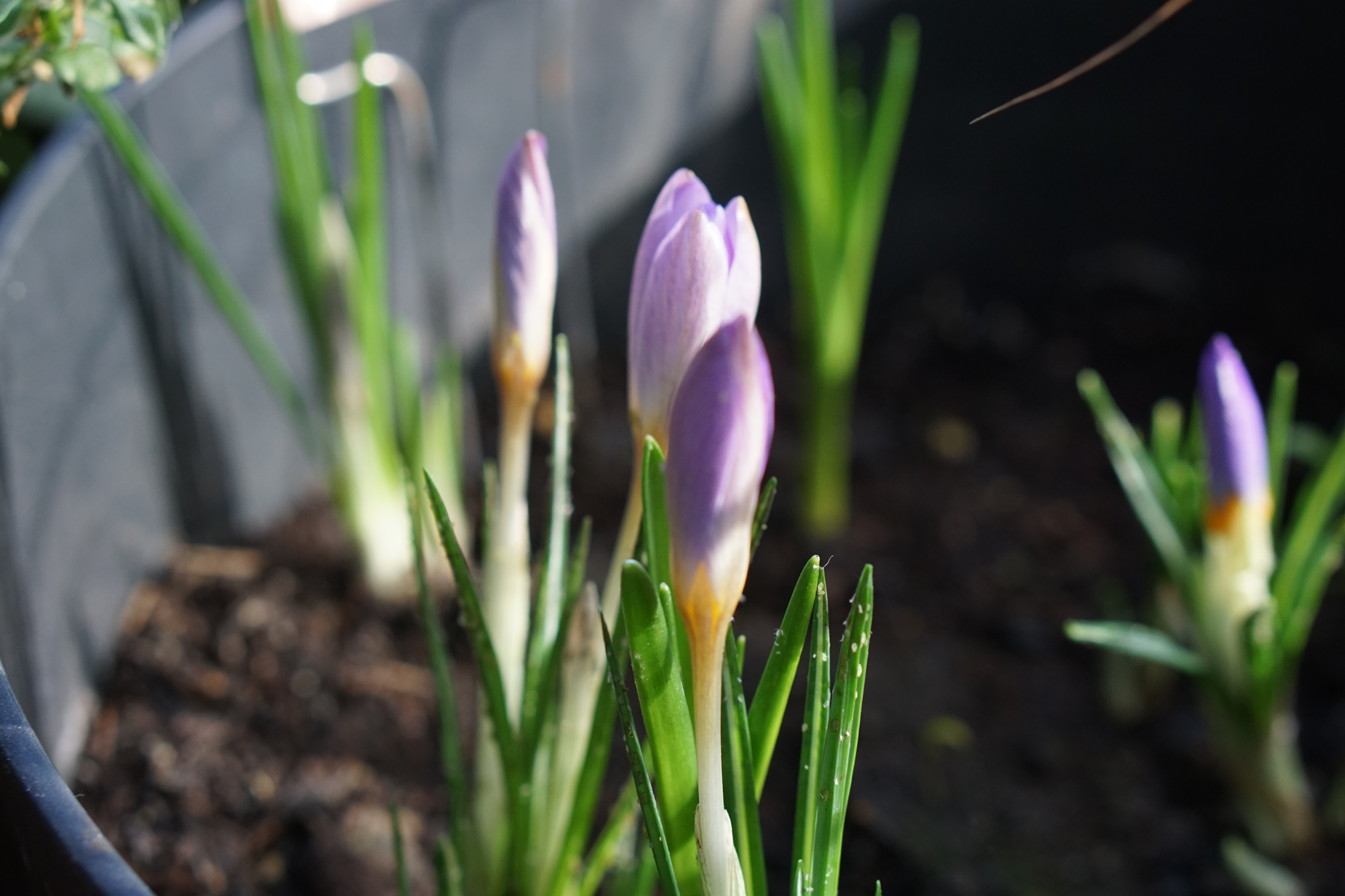 Three purple crocuses rise from a plant pot with their flowerheads starting to open. An insect’s eggs lie on the leaves.