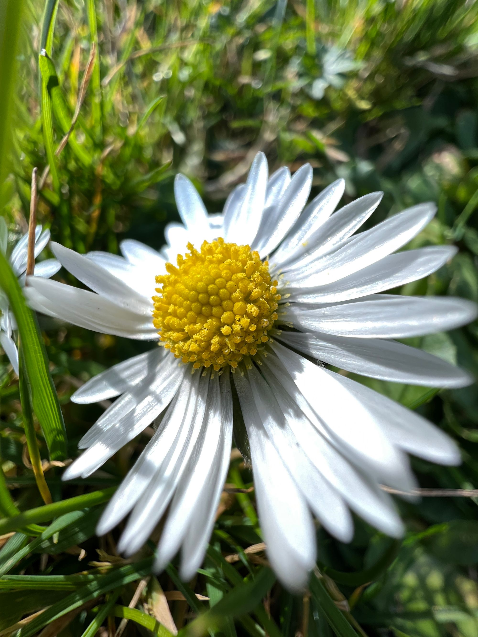 An extreme close-up of a daisy amongst green grass.