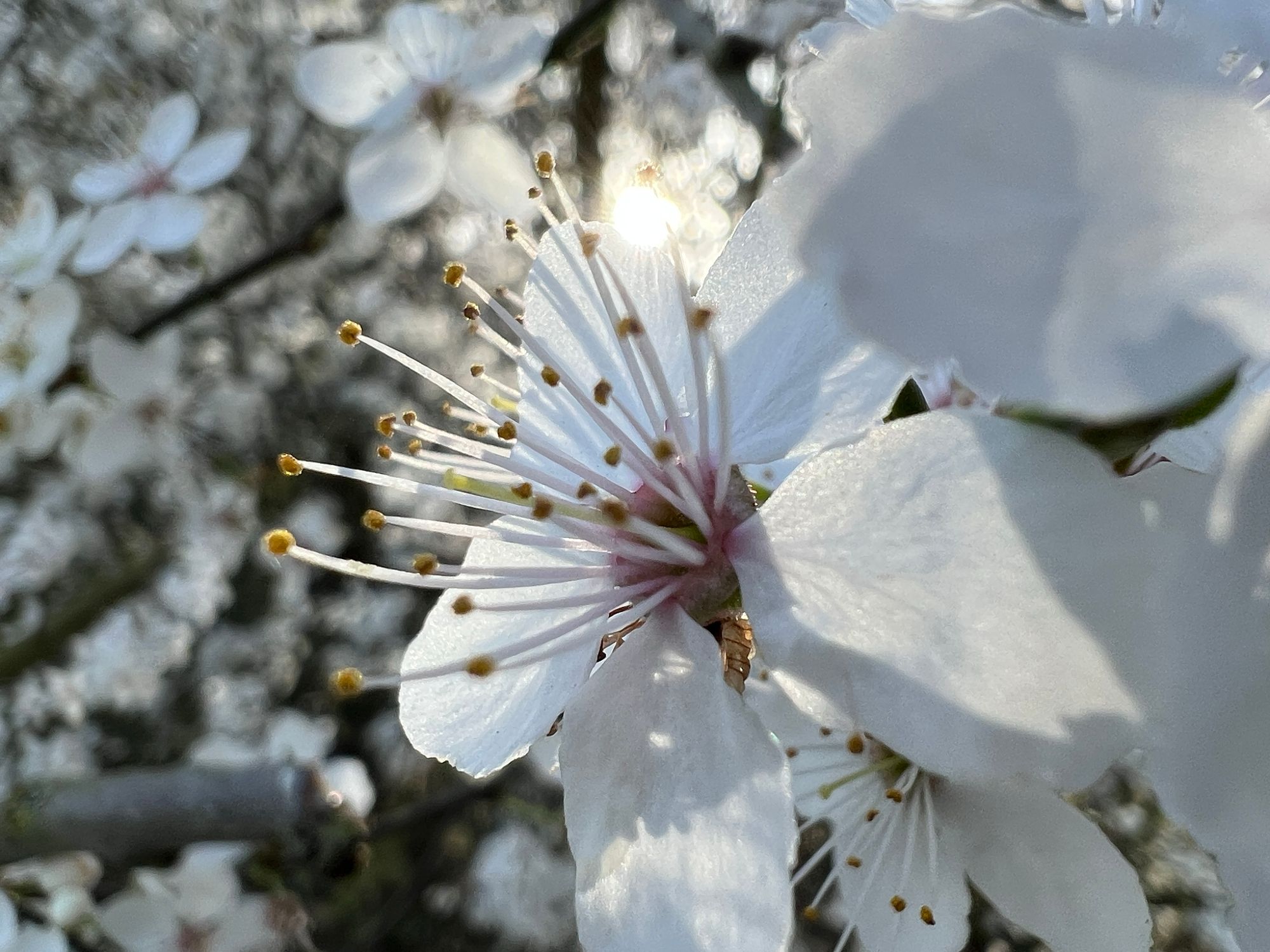 The sun shines through a paper-thin white blossom flower with a pink centre, as more white blossom glimmers behind it.