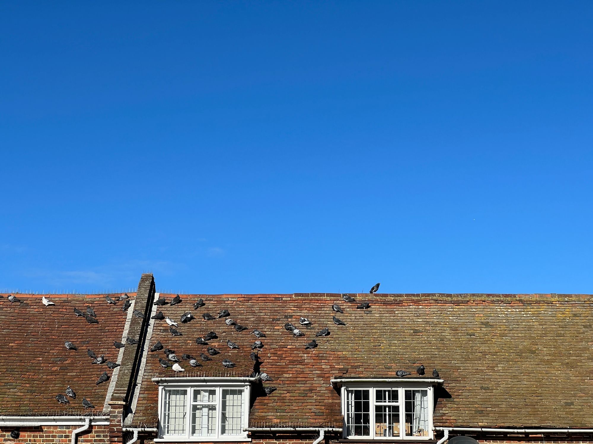 The tiled roof of some terraced houses on a clear day. A large group of pigeons sit on the roof, roosting.