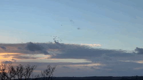 Flocks of birds flying around the sky at sunset.