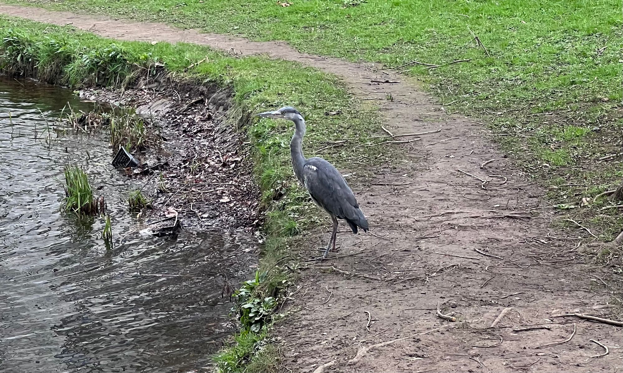 A grey heron stands on the edge of a pond.