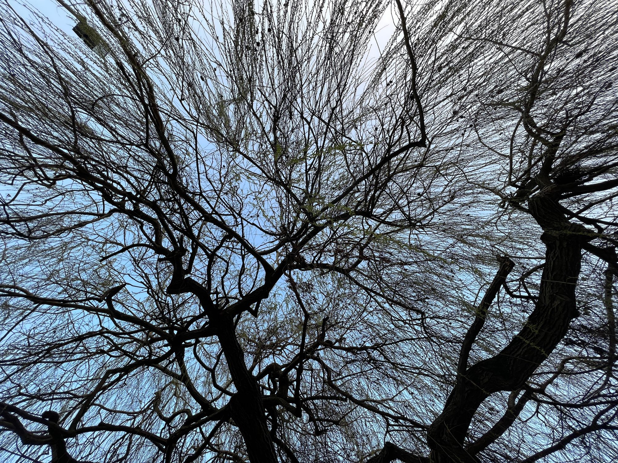 The sparse branches of a willow taken from below.