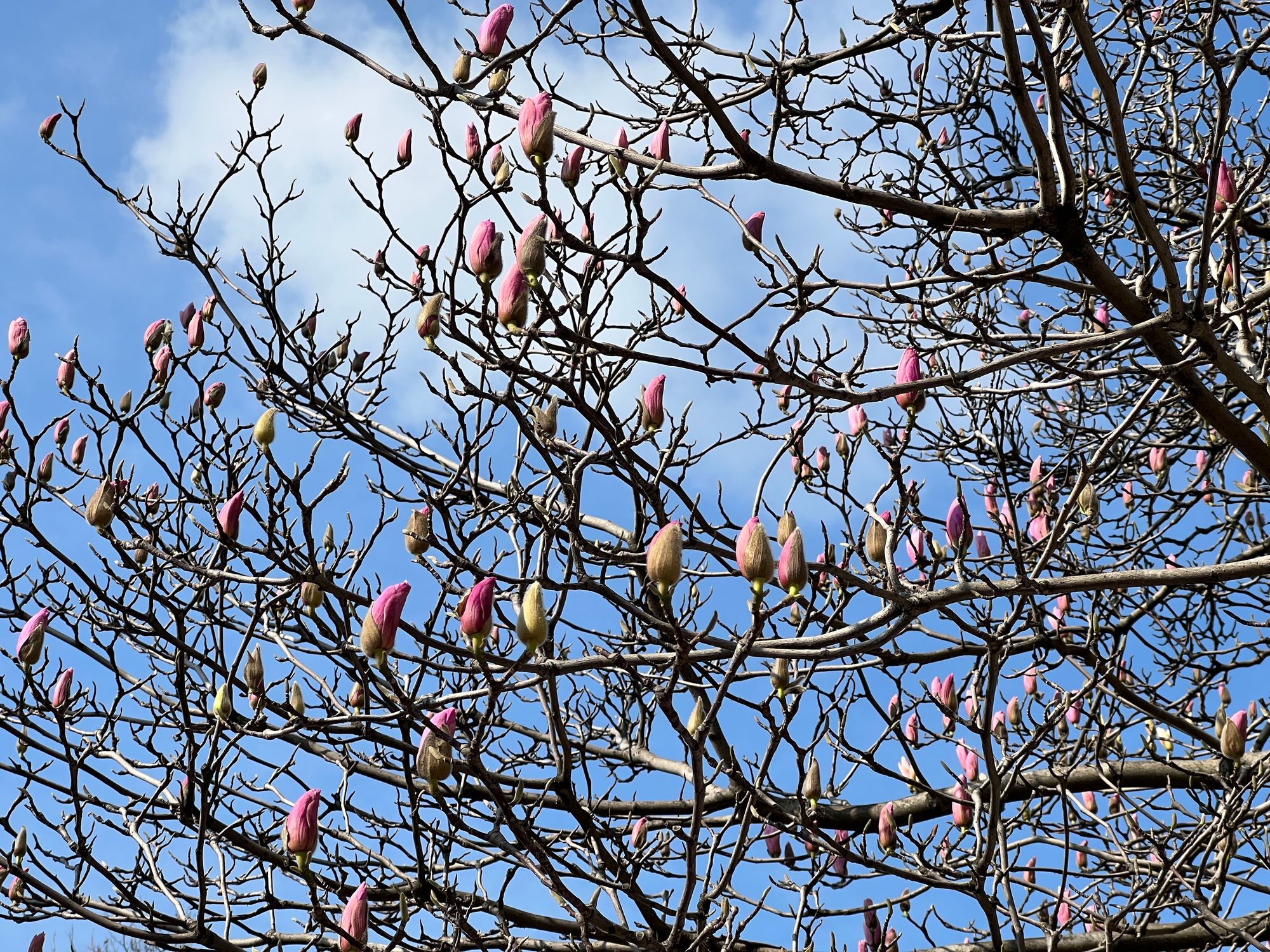 The branches of a magnolia tree against a blue sky, with pink buds getting ready to blossom.