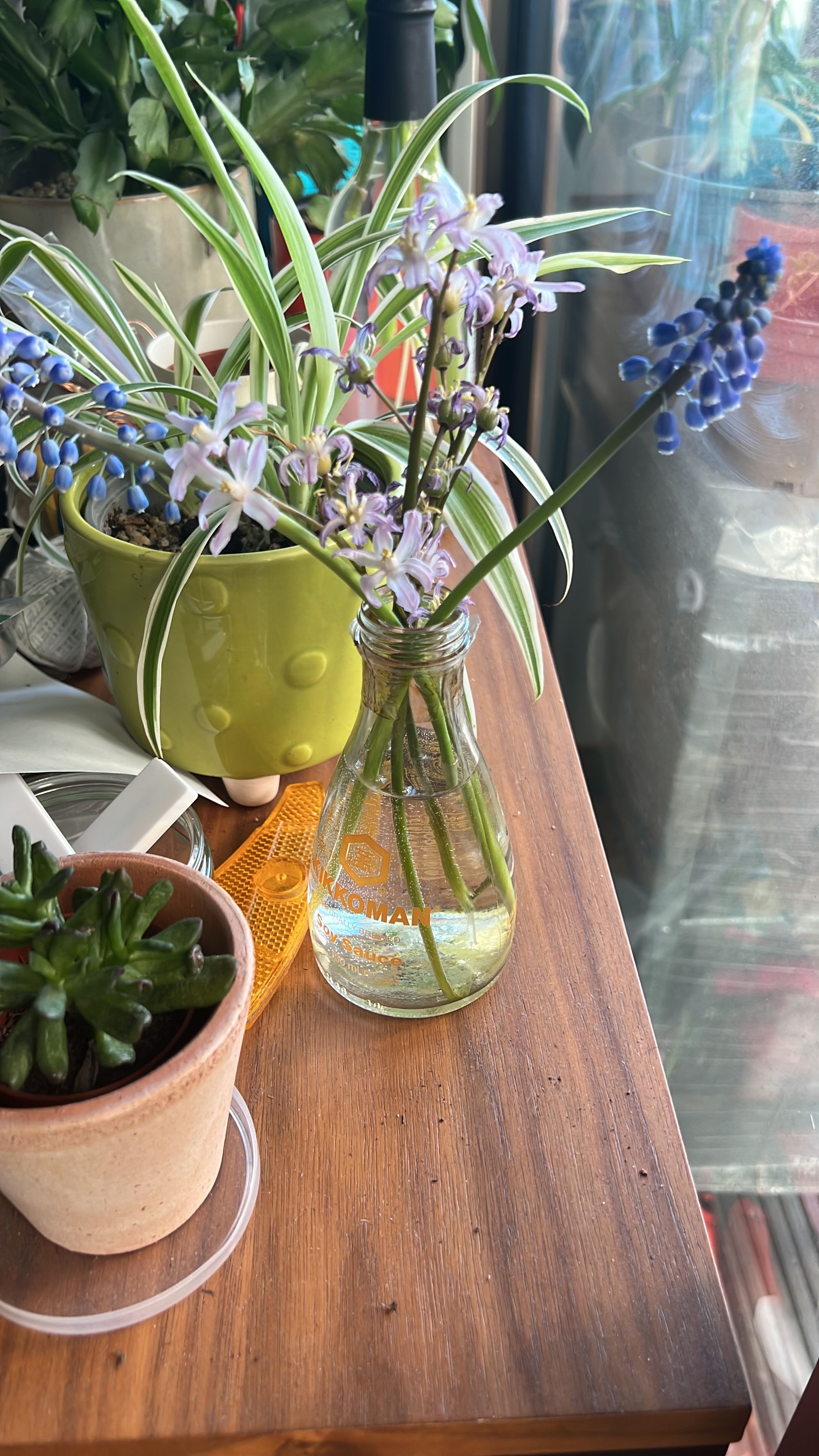 A curved and fluted Kikkoman glass soy sauce bottle on a table, filled with water. Two blue muscari flowers and some squill flowers are in it as a makeshift vase.