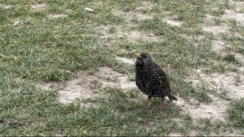 A small bird standing on a short grass lawn chirps loudly, demanding food.