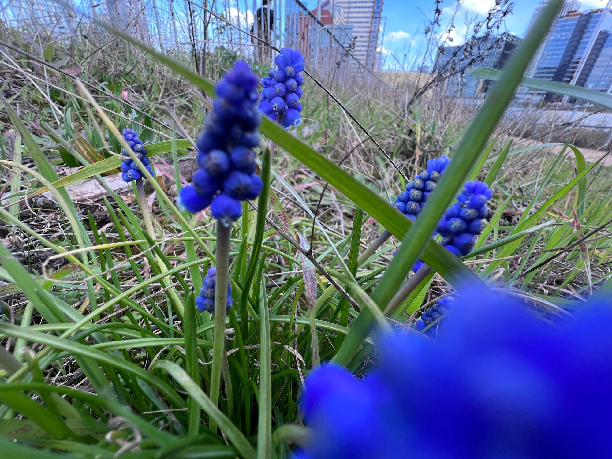 Muscari rise through grass on the side of an embankment.