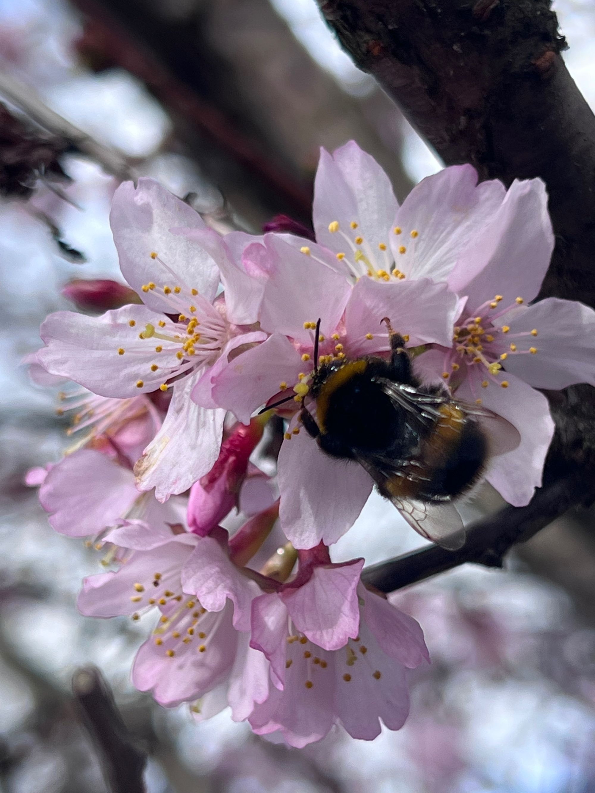 A fluffy bee feeds on a pink blossom flower on a tree.
