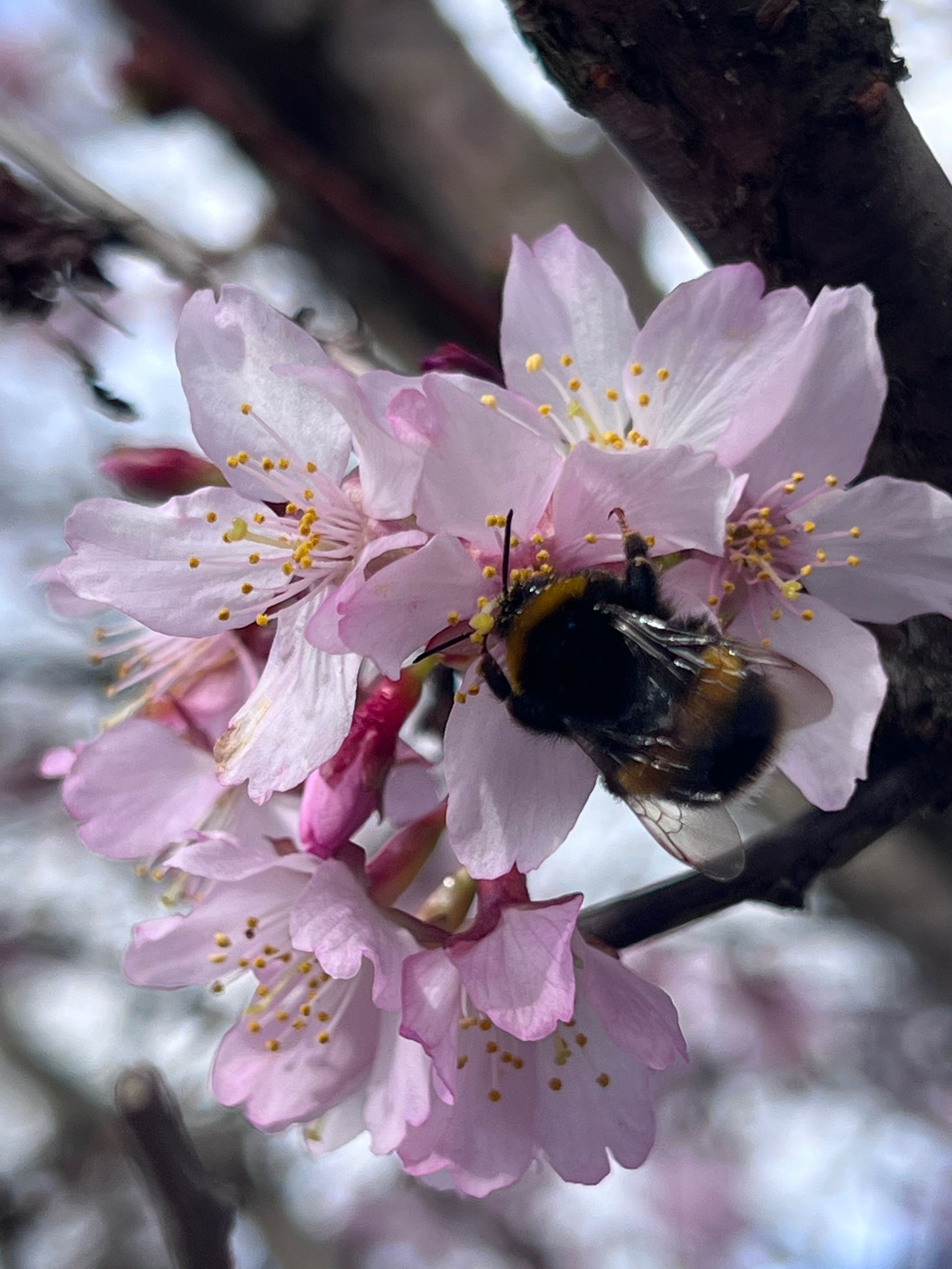A fluffy bee feeds on a pink blossom flower on a tree. A fluffy bee feeds on a pink blossom flower on a tree.