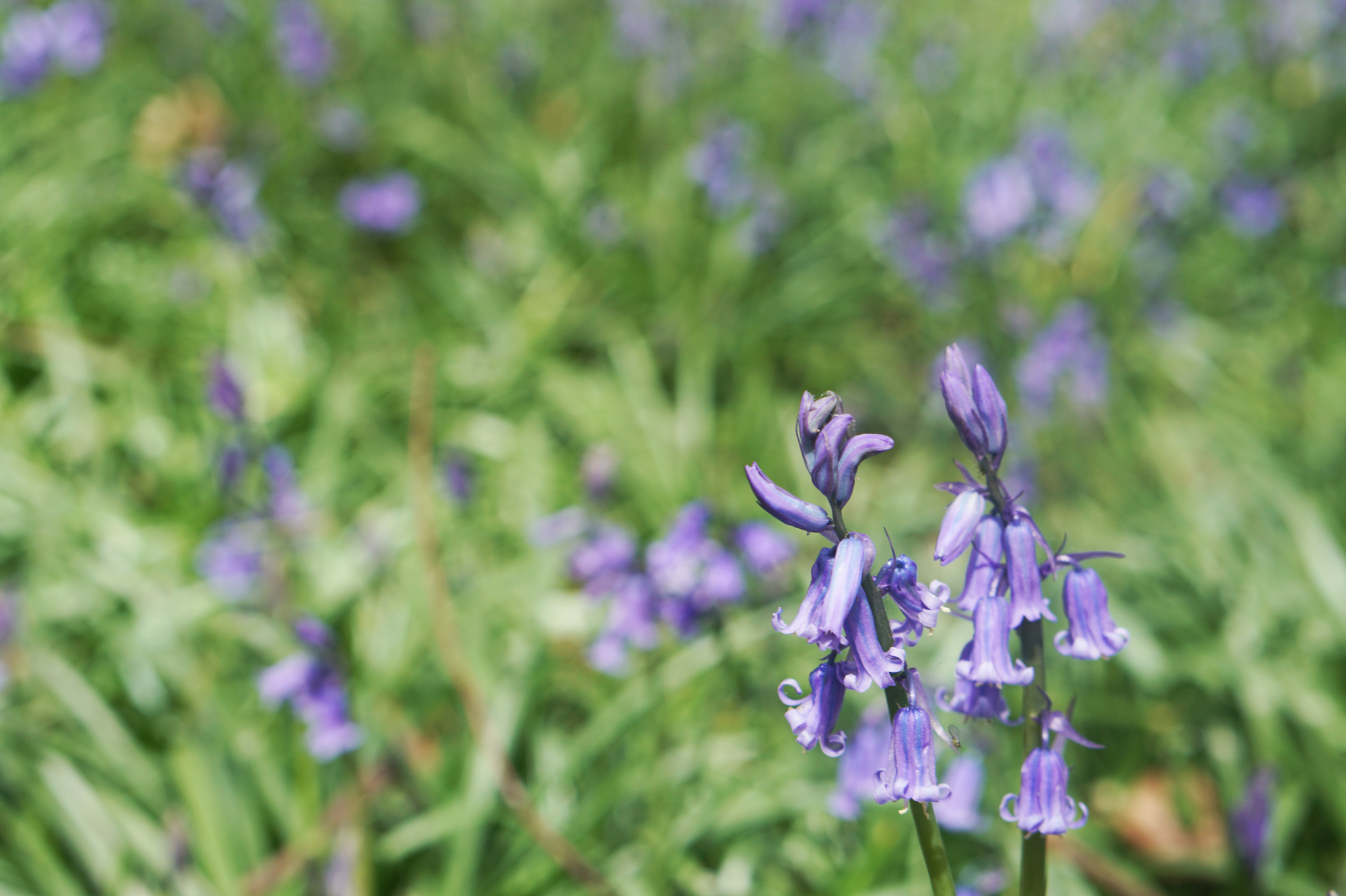 Two bluebell heads in focus close to the camera with a defocused field of them behind.
