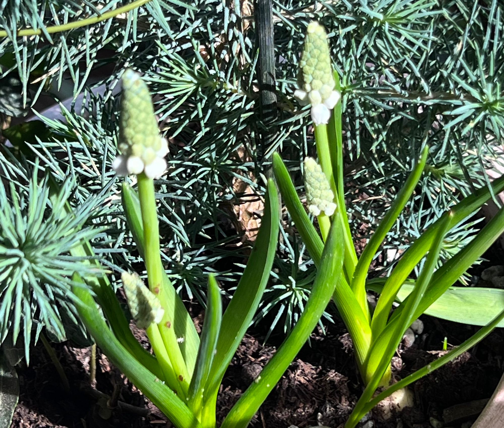 Some muscari flowers rise through some needled foliage, with insects climbing the stems.