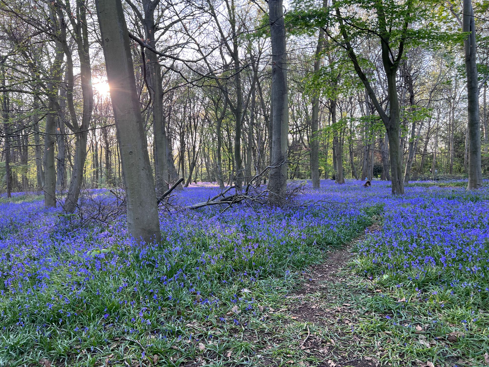 A carpet of bluebells backlit by the sun