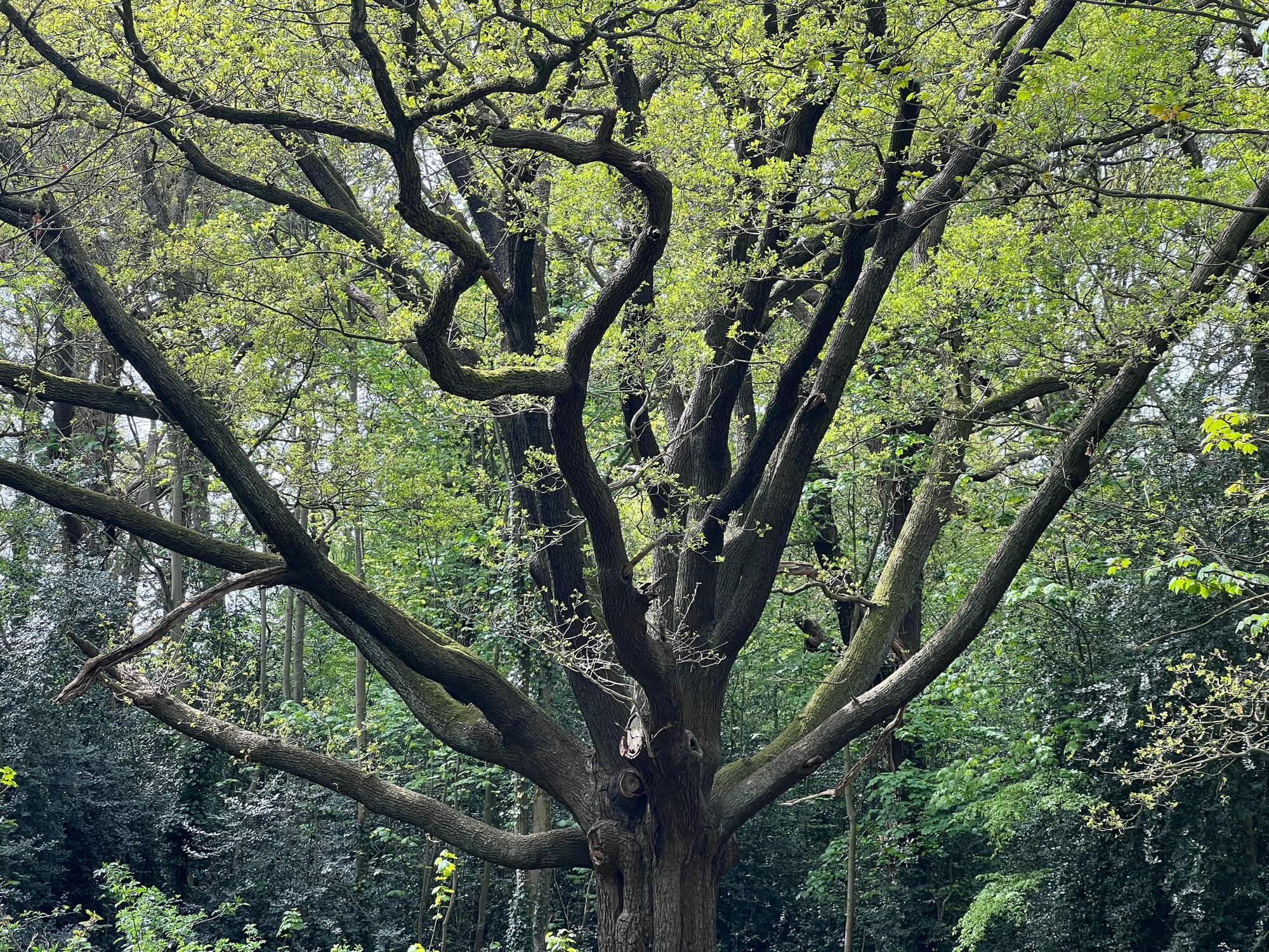 A large deciduous tree with thick, bare branches reaching for the canopy, and some new growth on some more slender branches.
