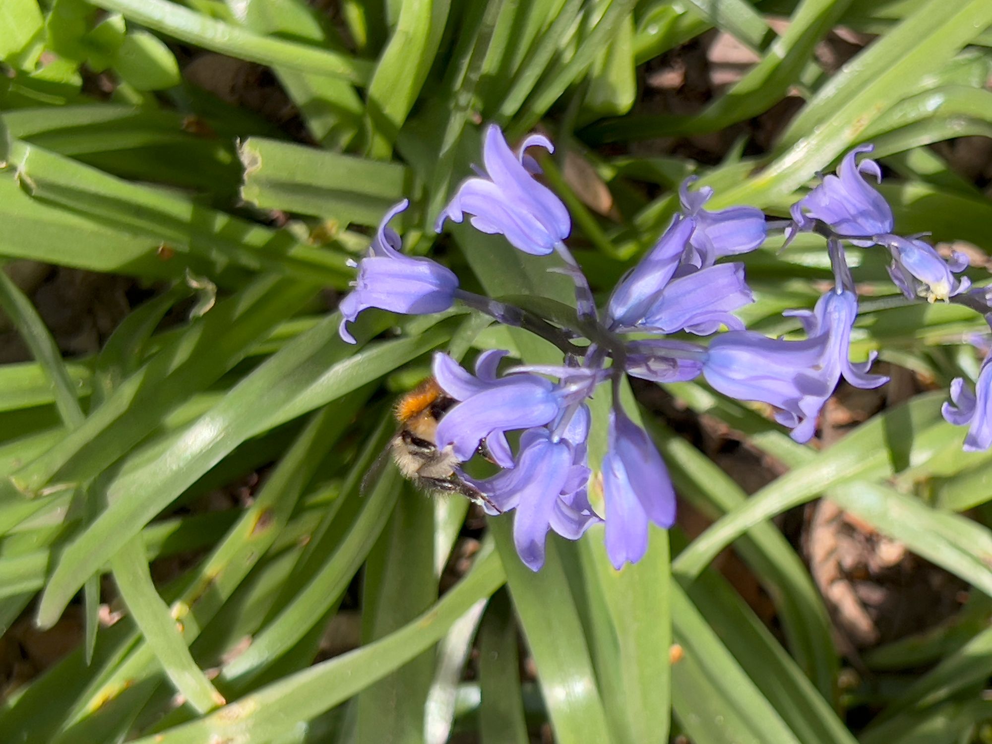 A bluebell head from above. A bee feasts on one of the bells.