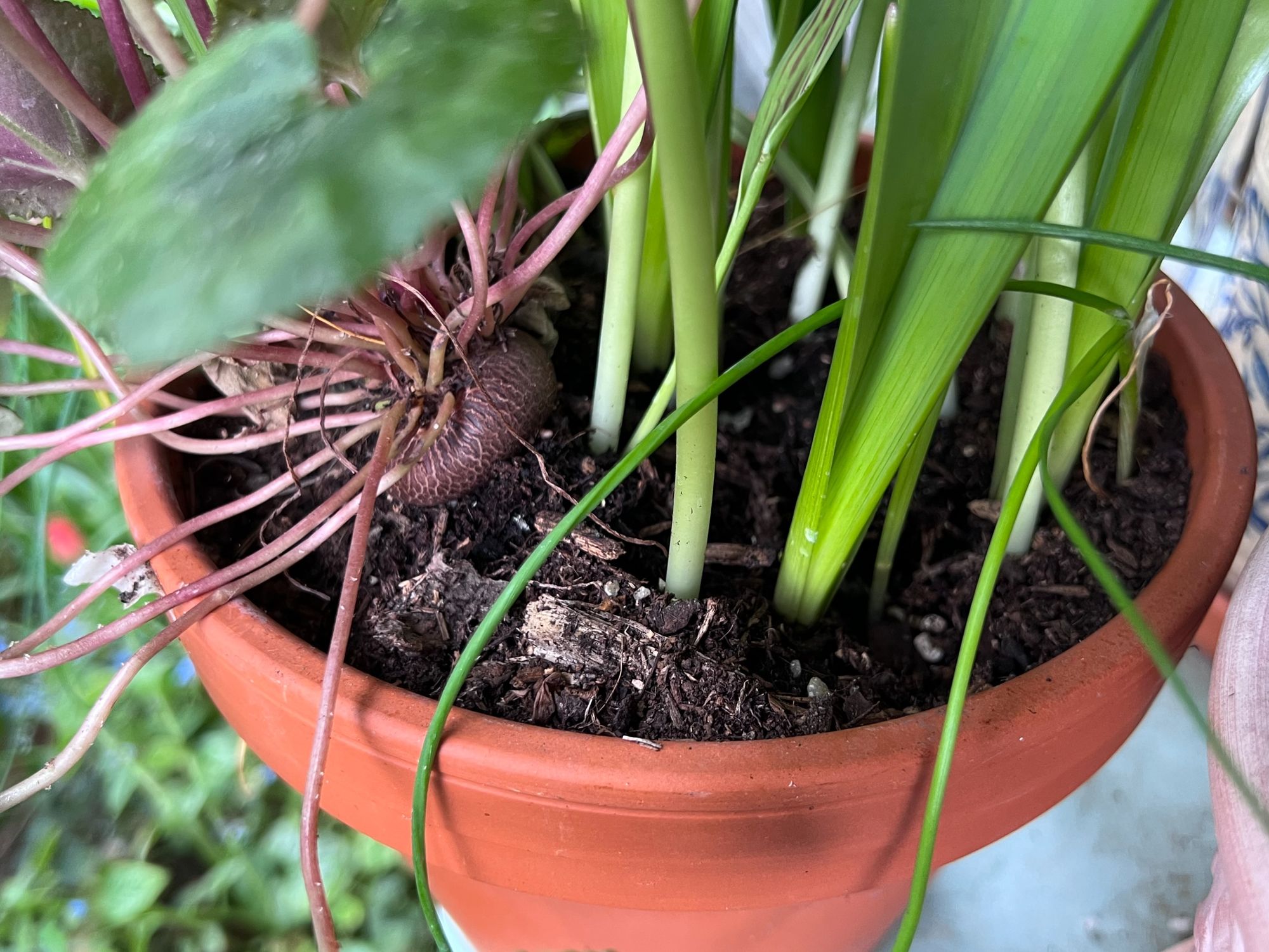 A pot with an active cyclamen tuber resting on the top of the soil, with other stalks from bulbs emerging next to it.