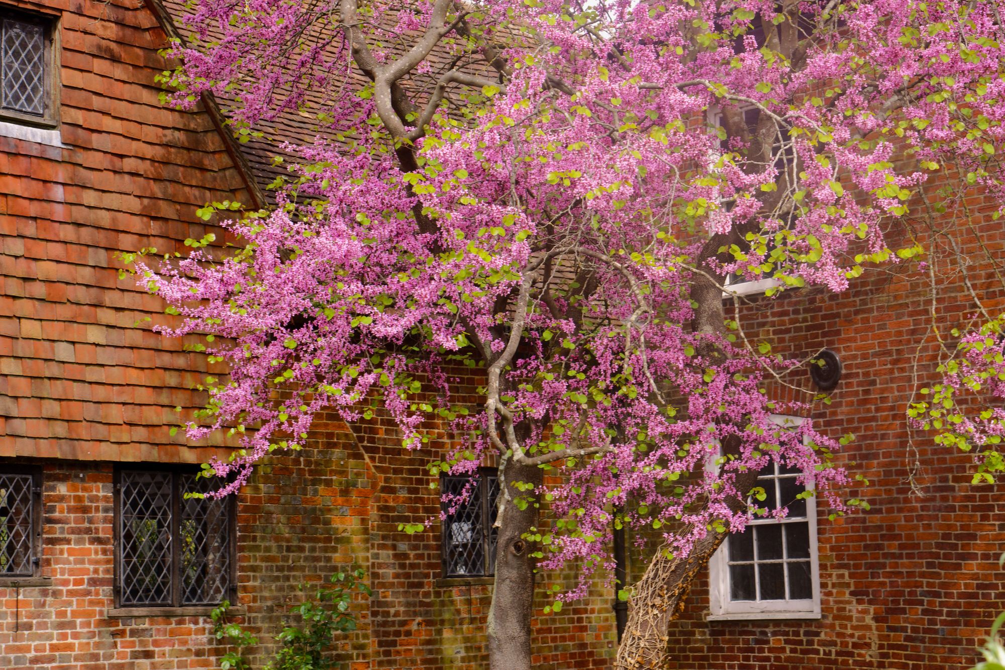 A gnarled tree with pink blossom against a red brick building.