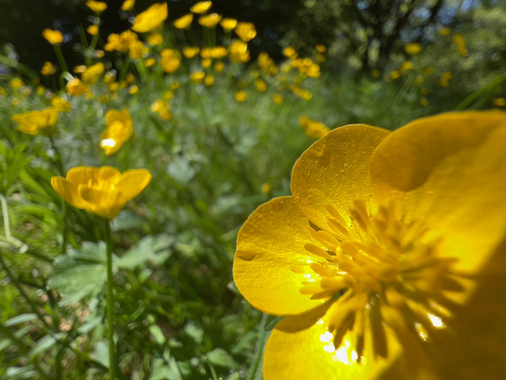 A grassy area peppered with bright yellow buttercups in soft focus.