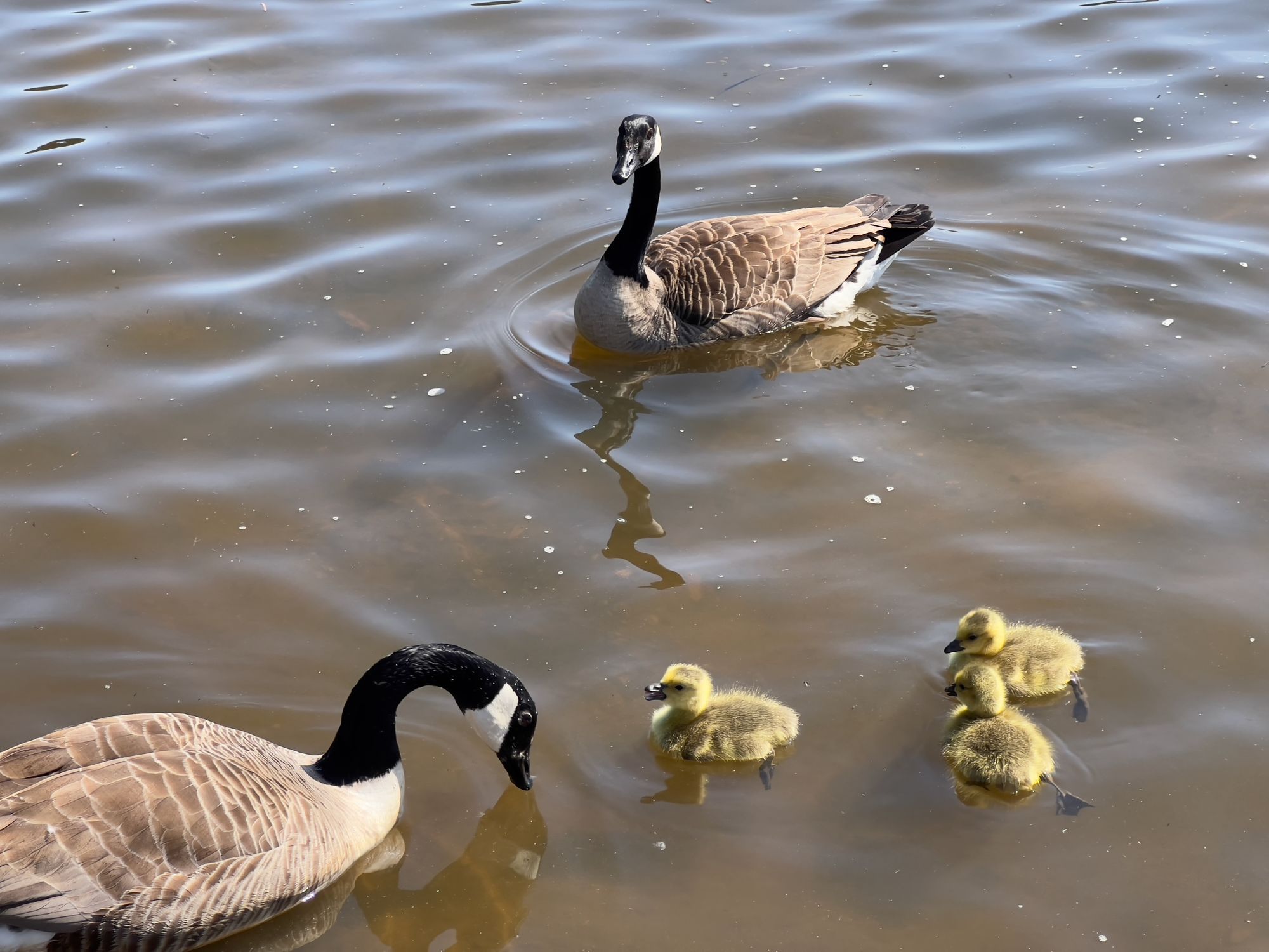 A family of geese (2 adults and 3 fluffy yellow goslings) pootle about in some water.