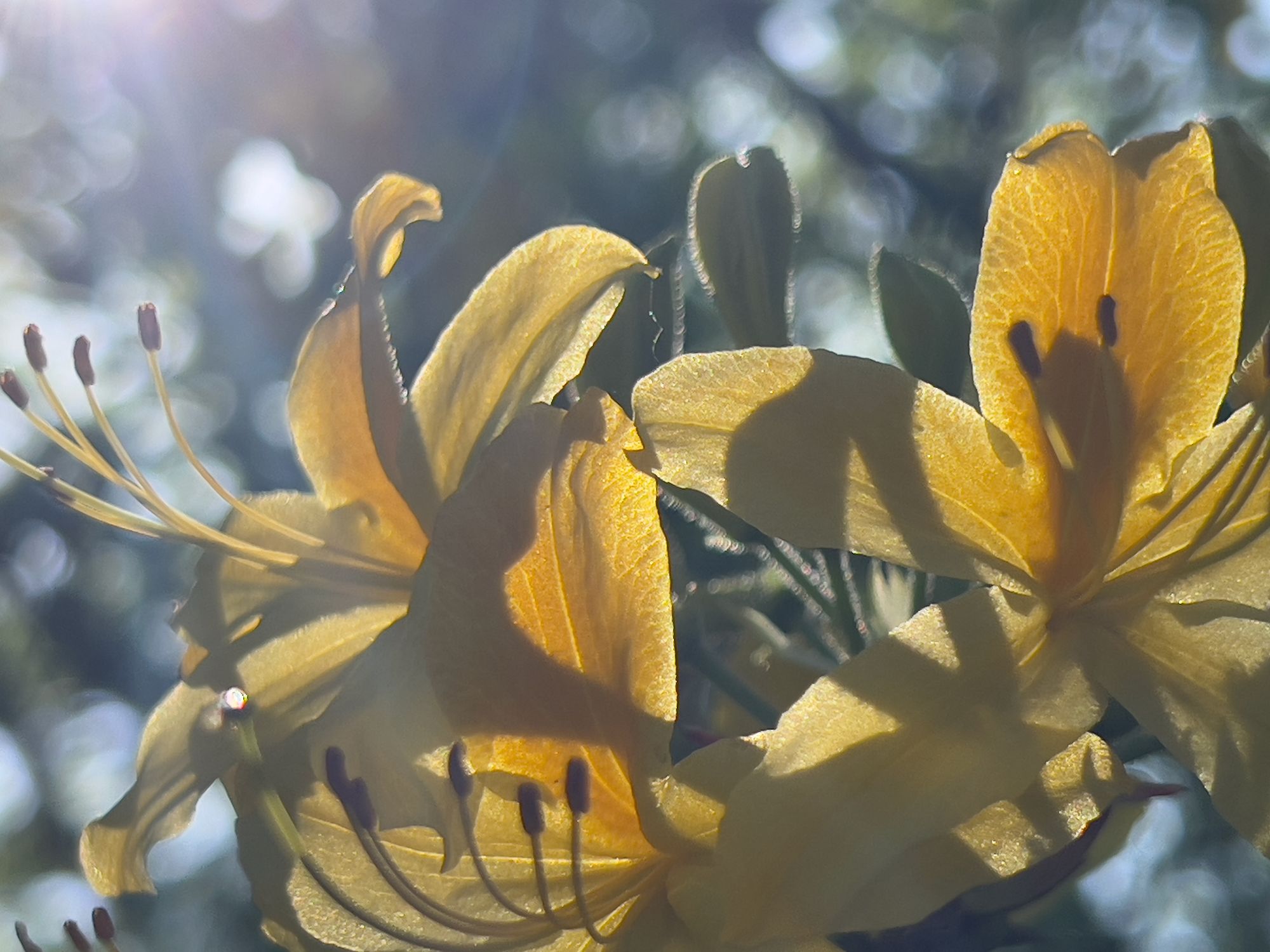 Yellow flowers with erect stamens on a tree, backlit by the sun.