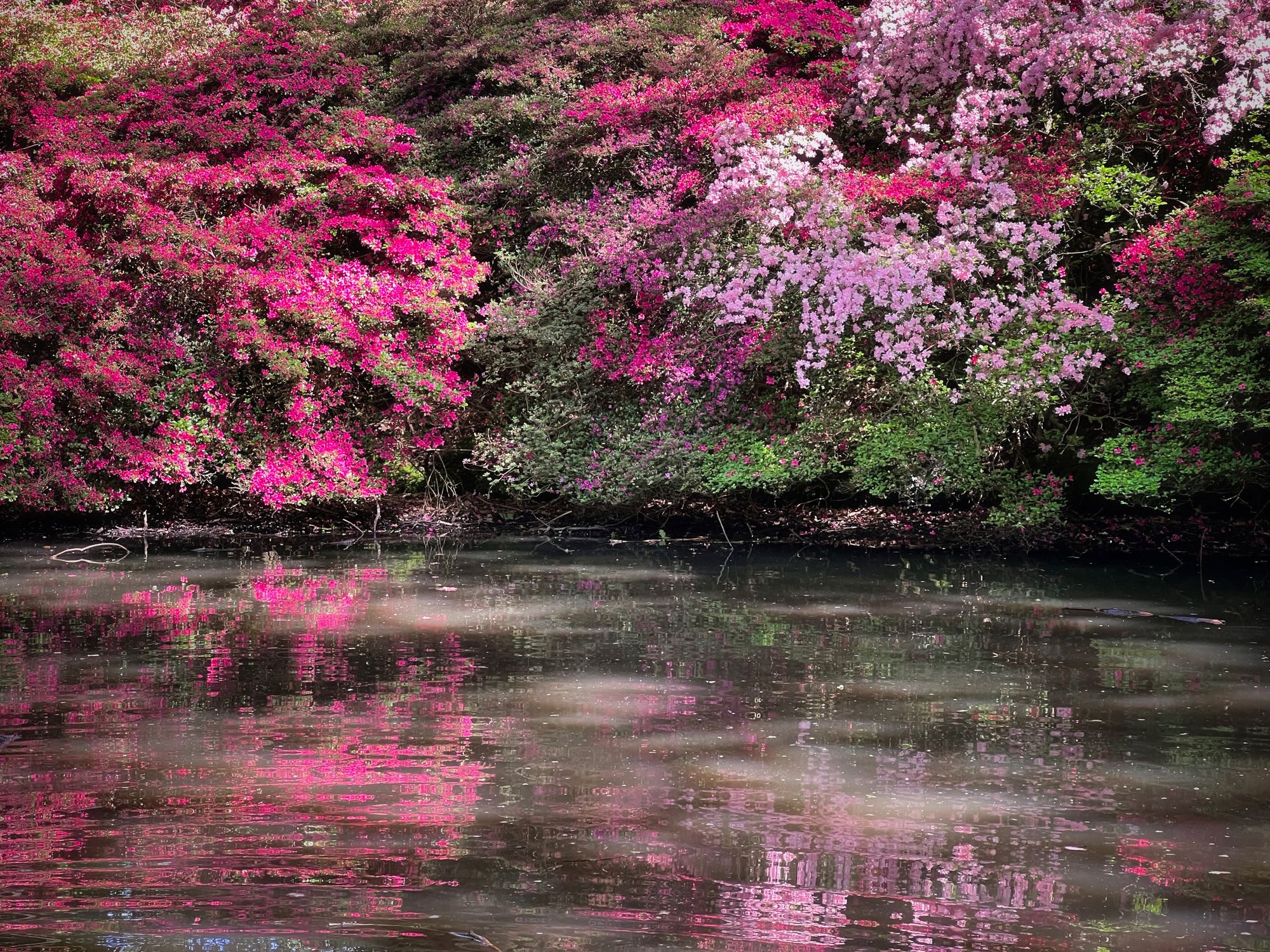 A small pond with the opposite bank occupied by trees peppered with red and pink flowers and green foliage.