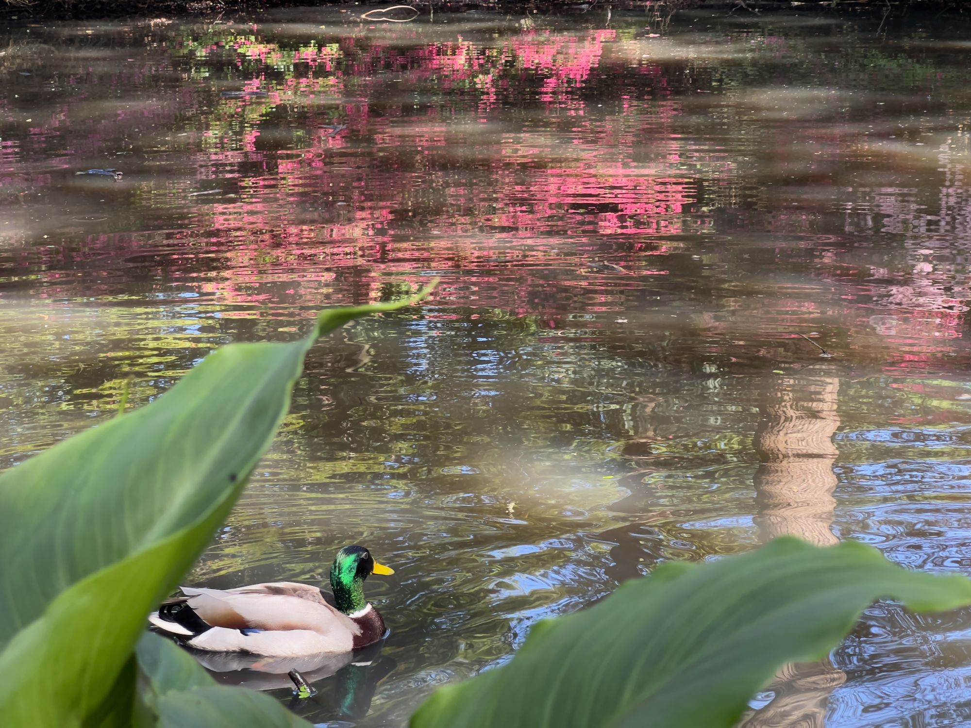 A mallard swims on a small pond, with some big leaves in the foreground and trees and pink and red blossom reflected on the pond surface.