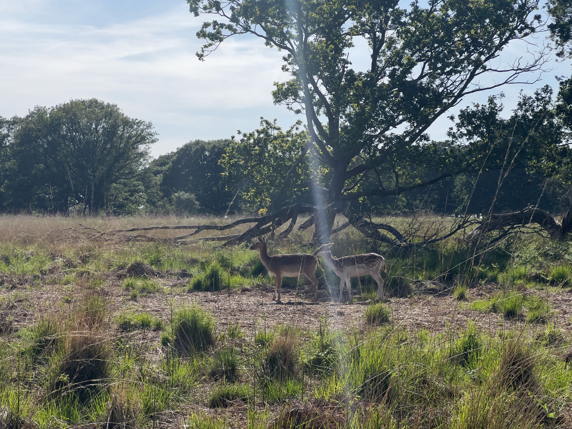 Two fallow deer stand in the scrub with grass and partly-fallen trees around them.