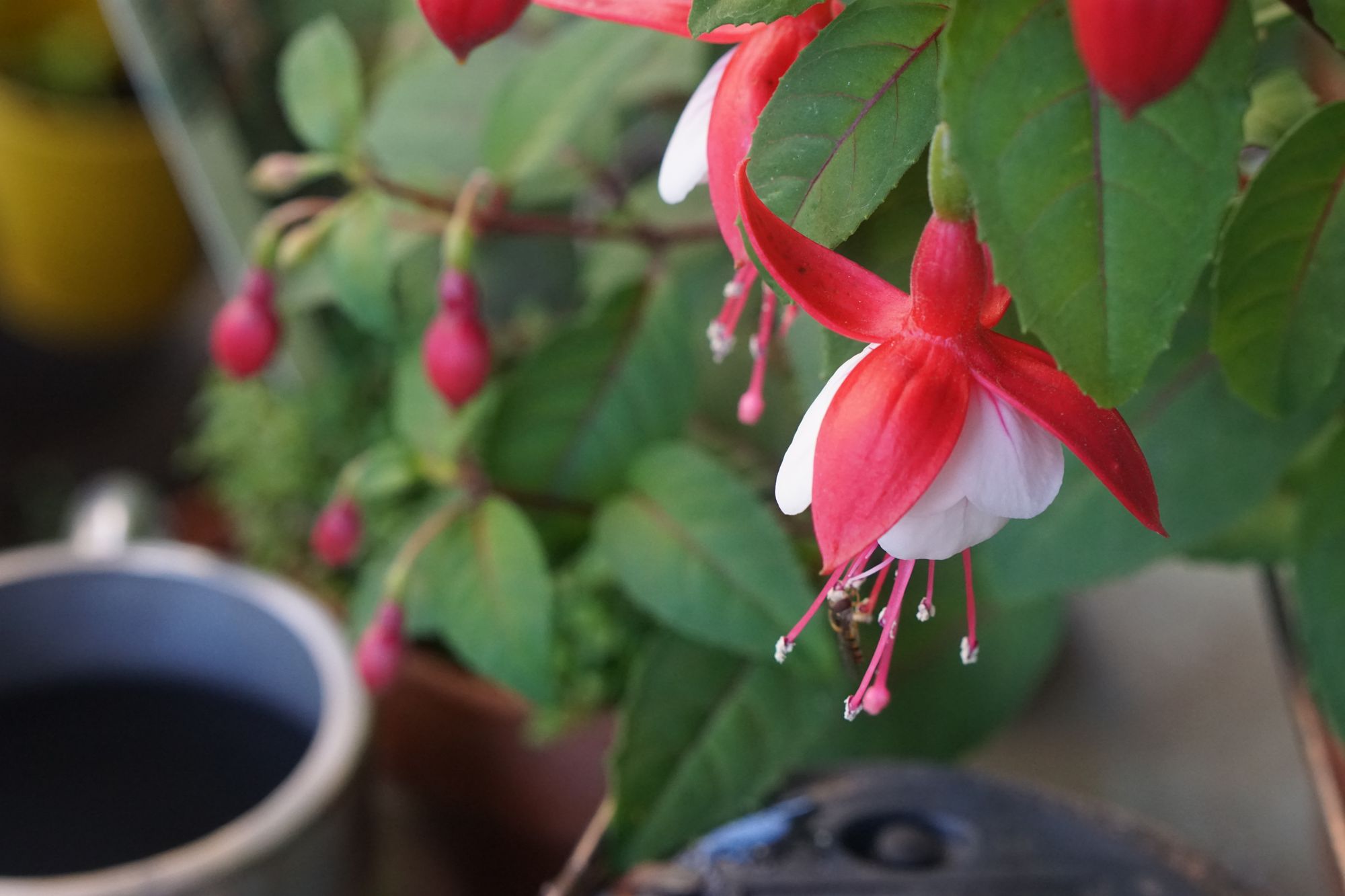 A fuchsia with flowers that have red sepals, white petals, and red filaments. A small insect is pollinating it.