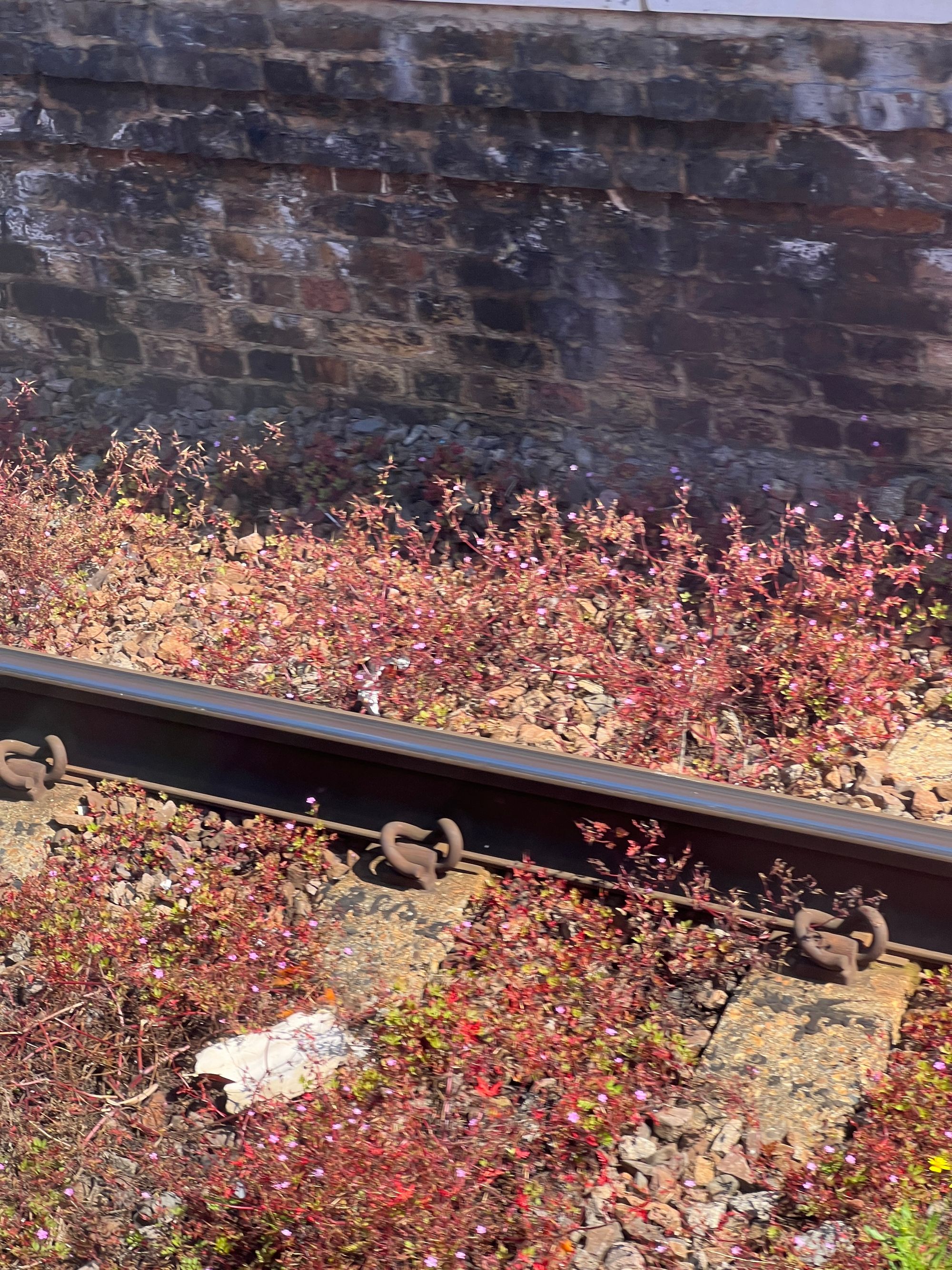 A railway line taken from a train, with a rail, sleepers, ballast, and a brick platform, with red vegetation growing through the ballast.