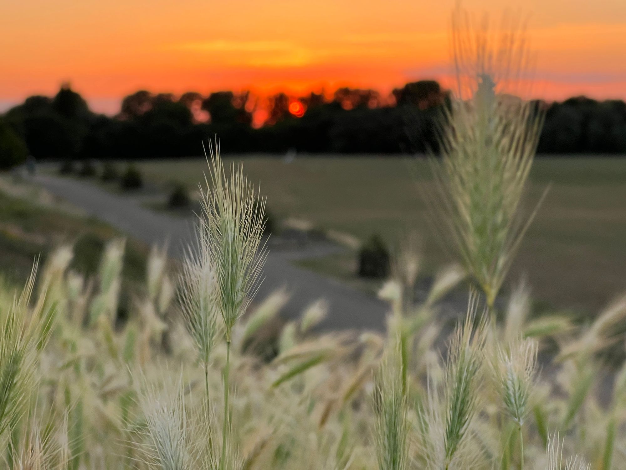 A sunset over a field with trees in the background and grass flowers(?) in the foreground.