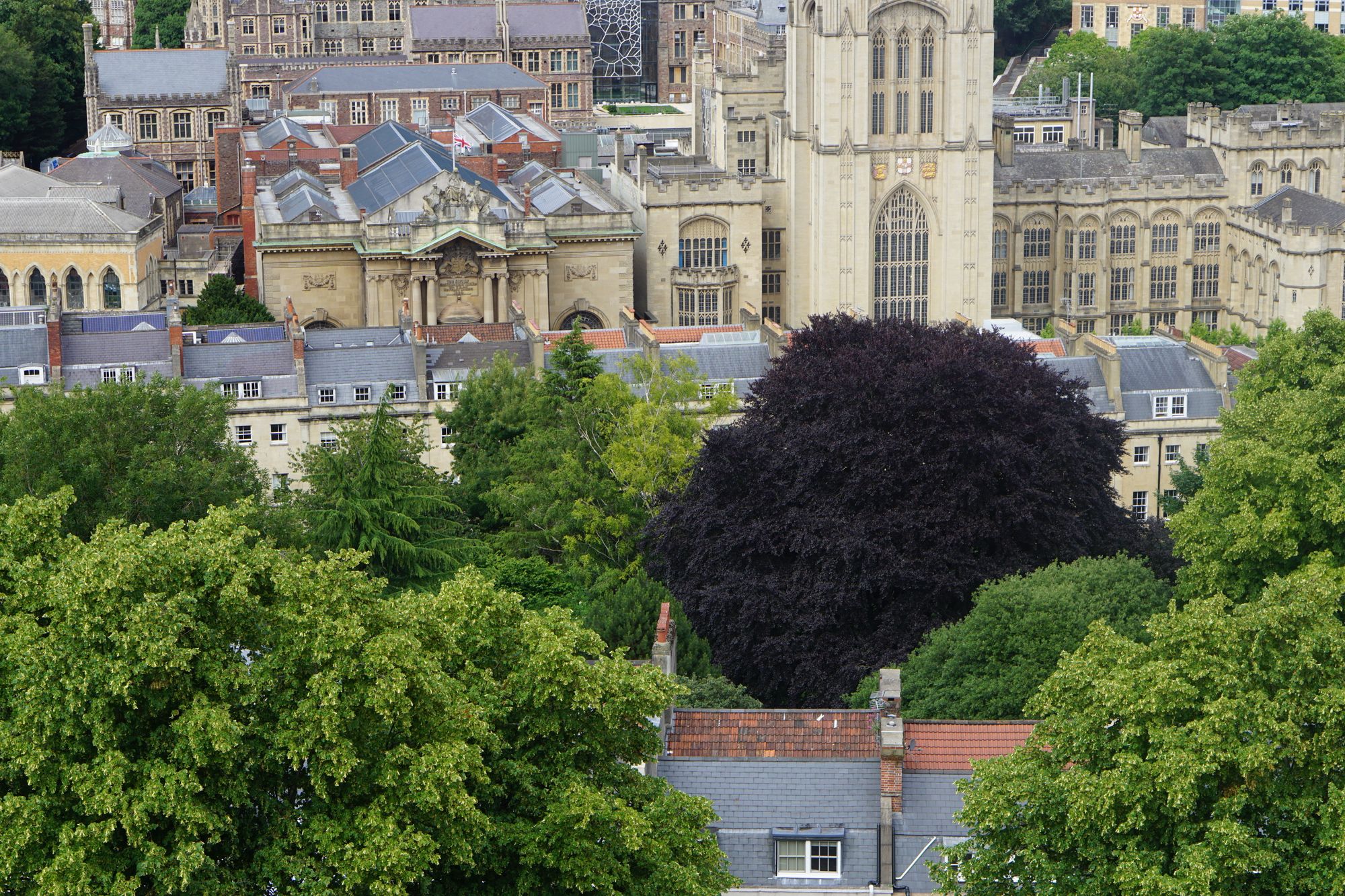 From above, tree canopies with buildings rising up between them—one beech tree has dark red foliage.