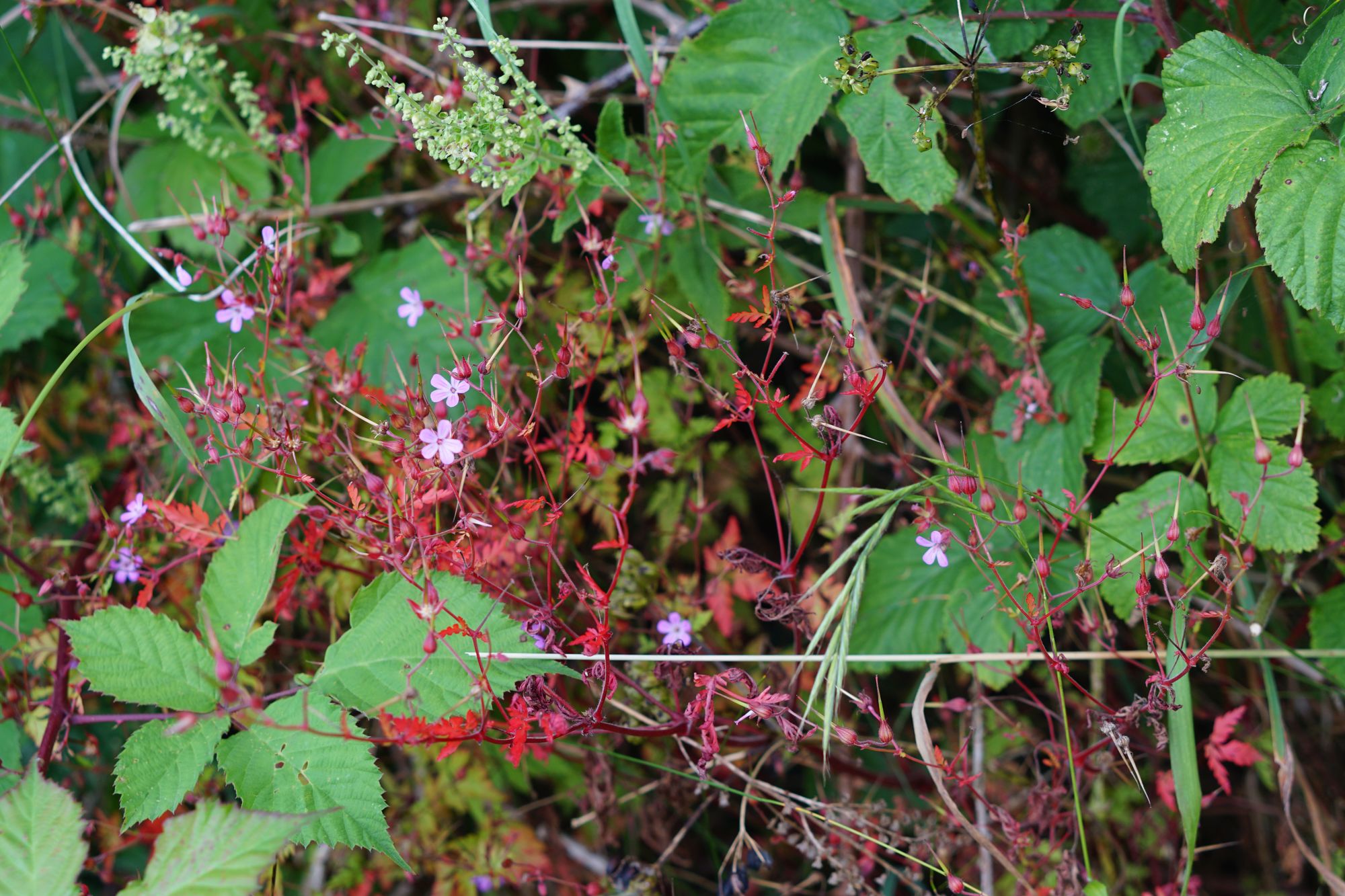 Green and red foliage with small purple geranium-like flowers.