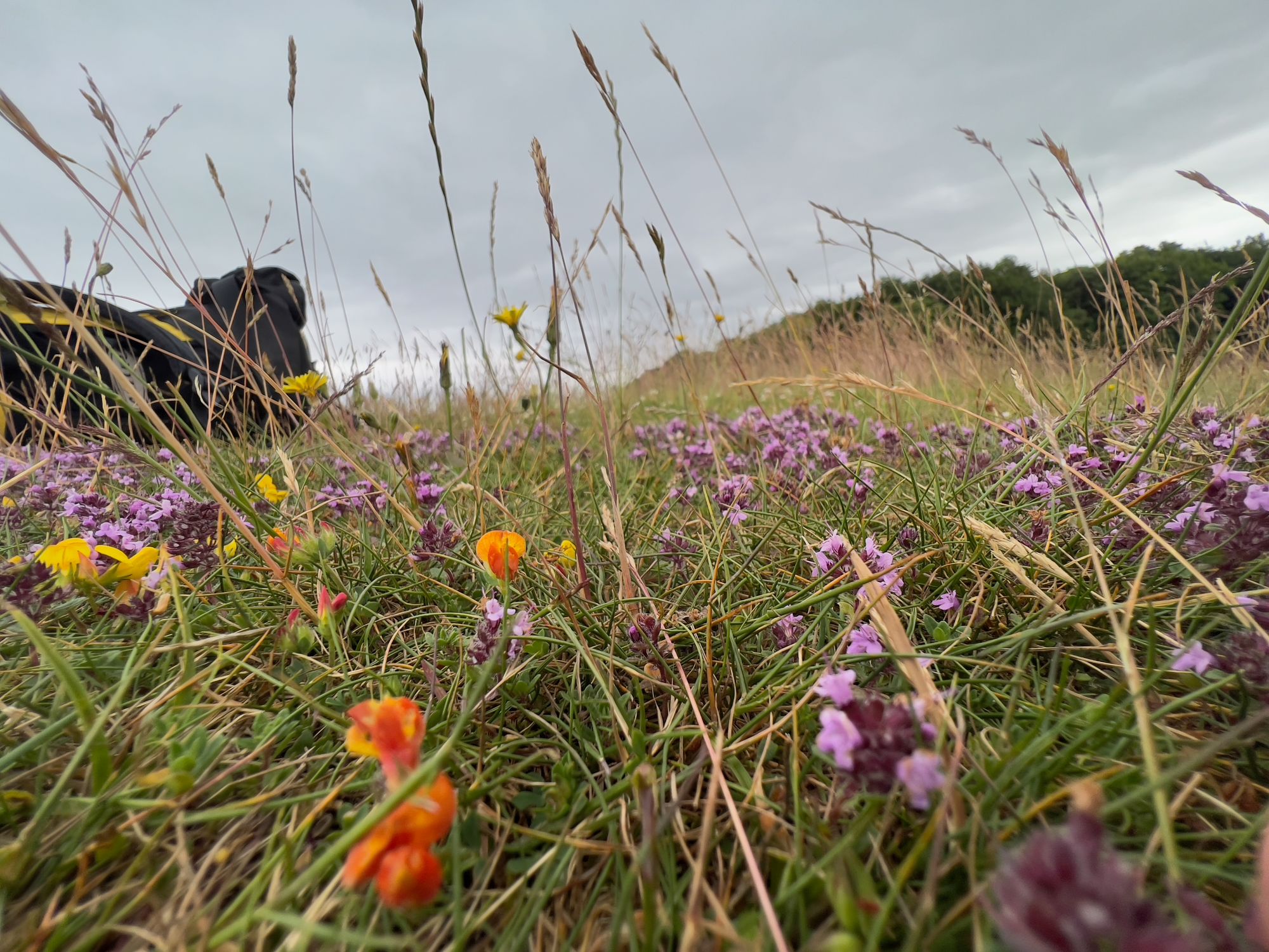 Tiny purple and orange flowers in a grassy meadow on a hill.