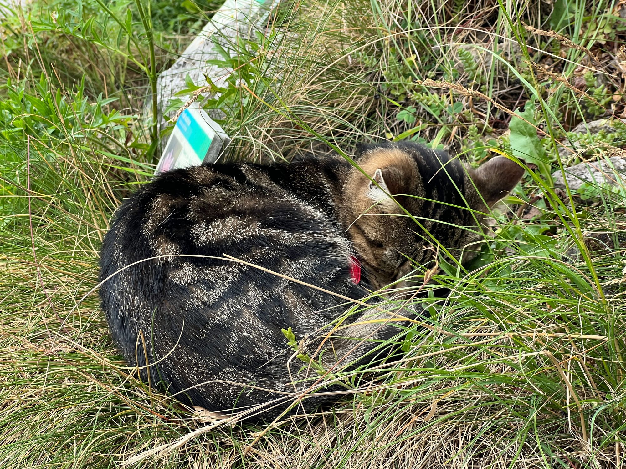 A tabby cat curled up next to a sign in a grassy flowerbed.