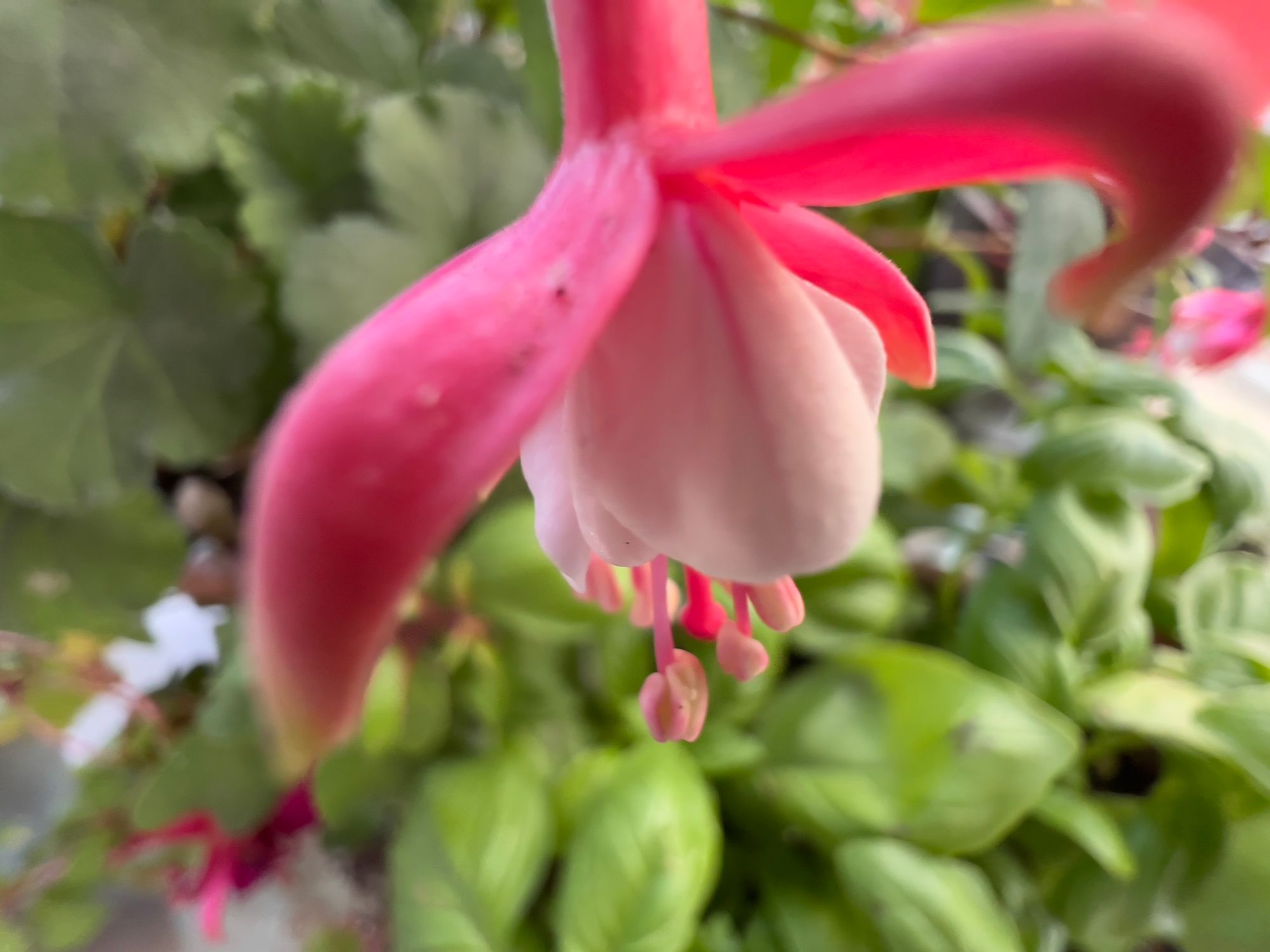 A miniature red-pink and white fuchsia flower in close-up hangs over some basil.
