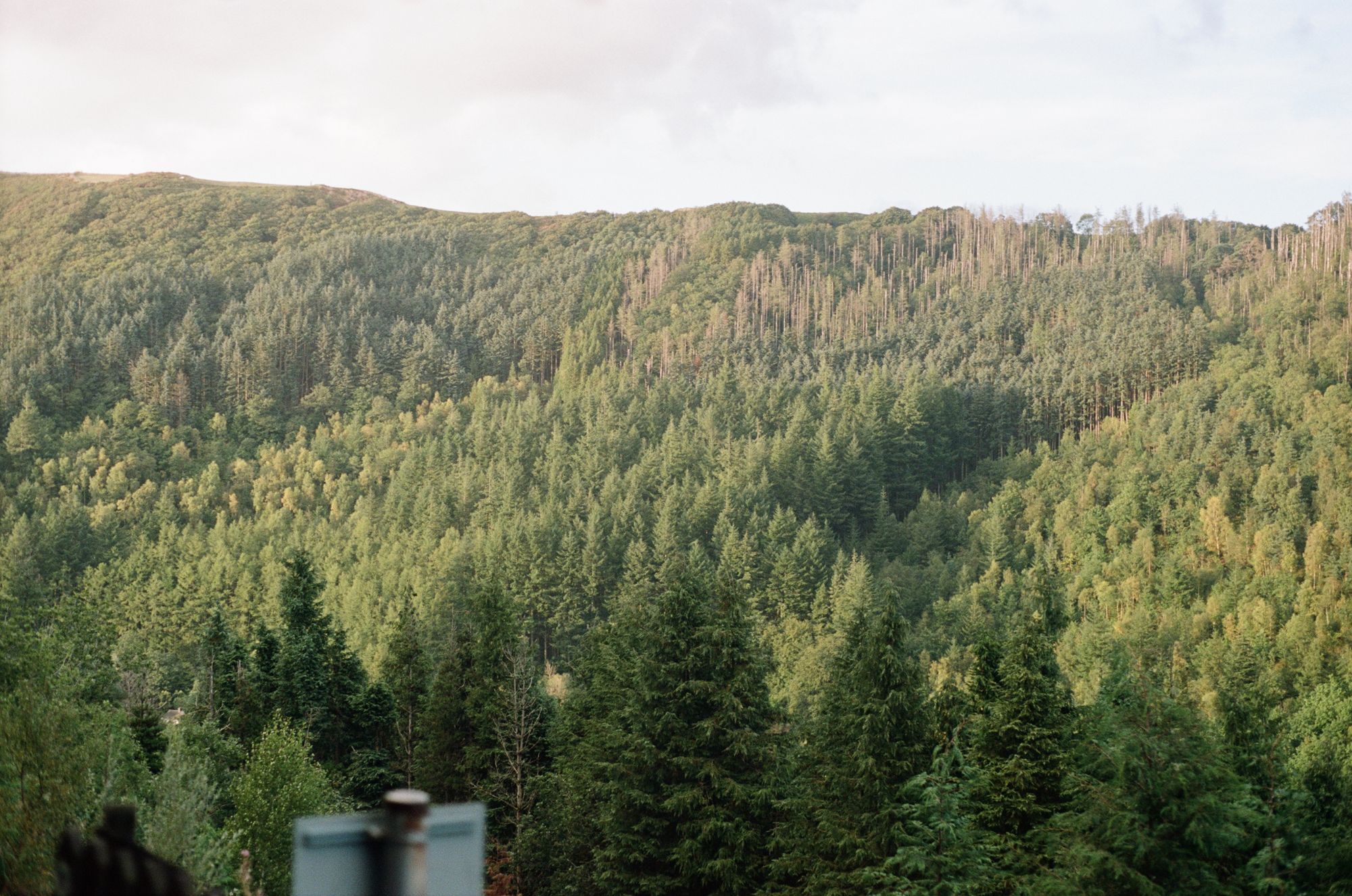 A carpet of trees in golden light on the other side of the valley. Some of them are bare trunks.