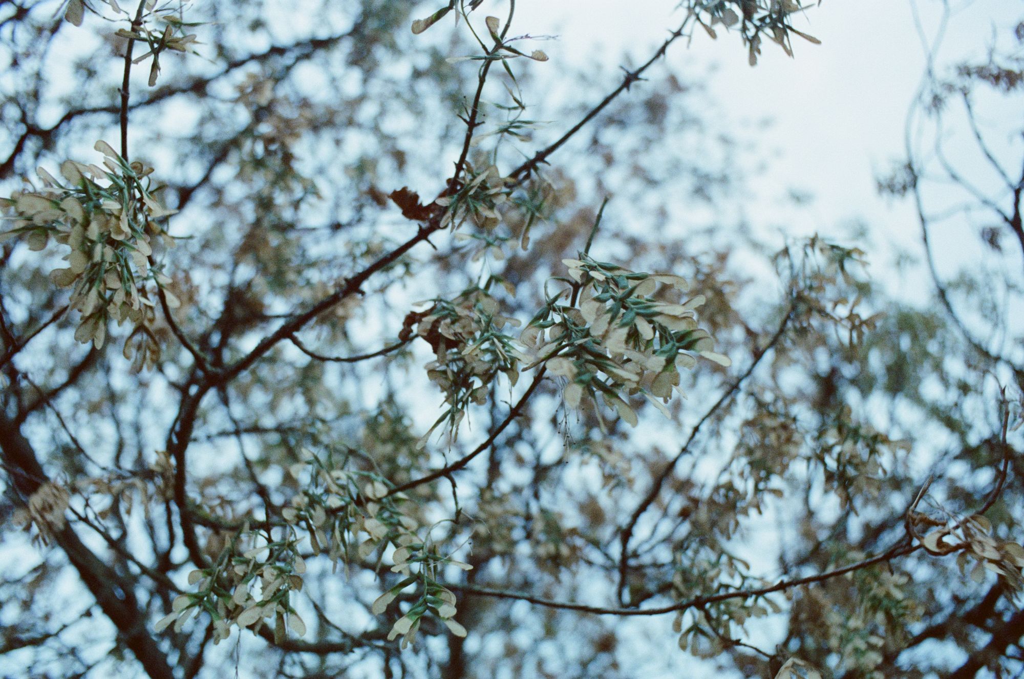 Sycamore seeds on a bare branch at a cool dusk.