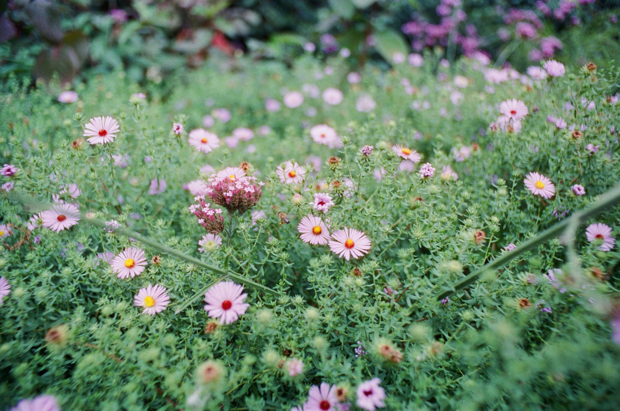 Close up on a mass of asters with light purple florets and yellow disks turning brown, on green stalks.