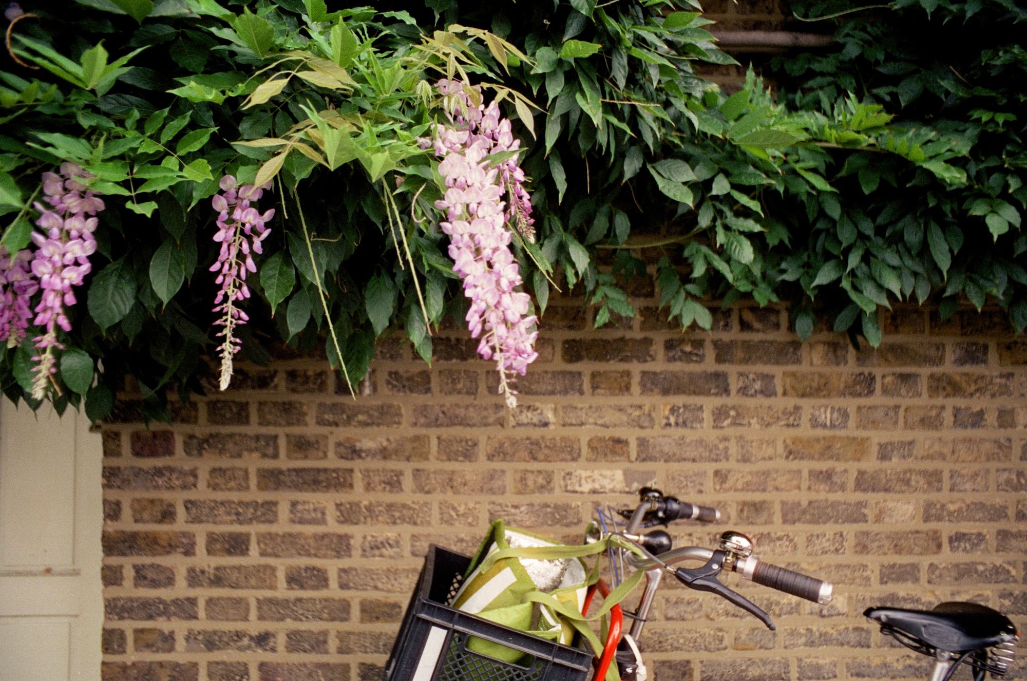 A Dutch bicycle on its kickstand against a brick wall with a white door, below a large wisteria plant with some large late flowers.