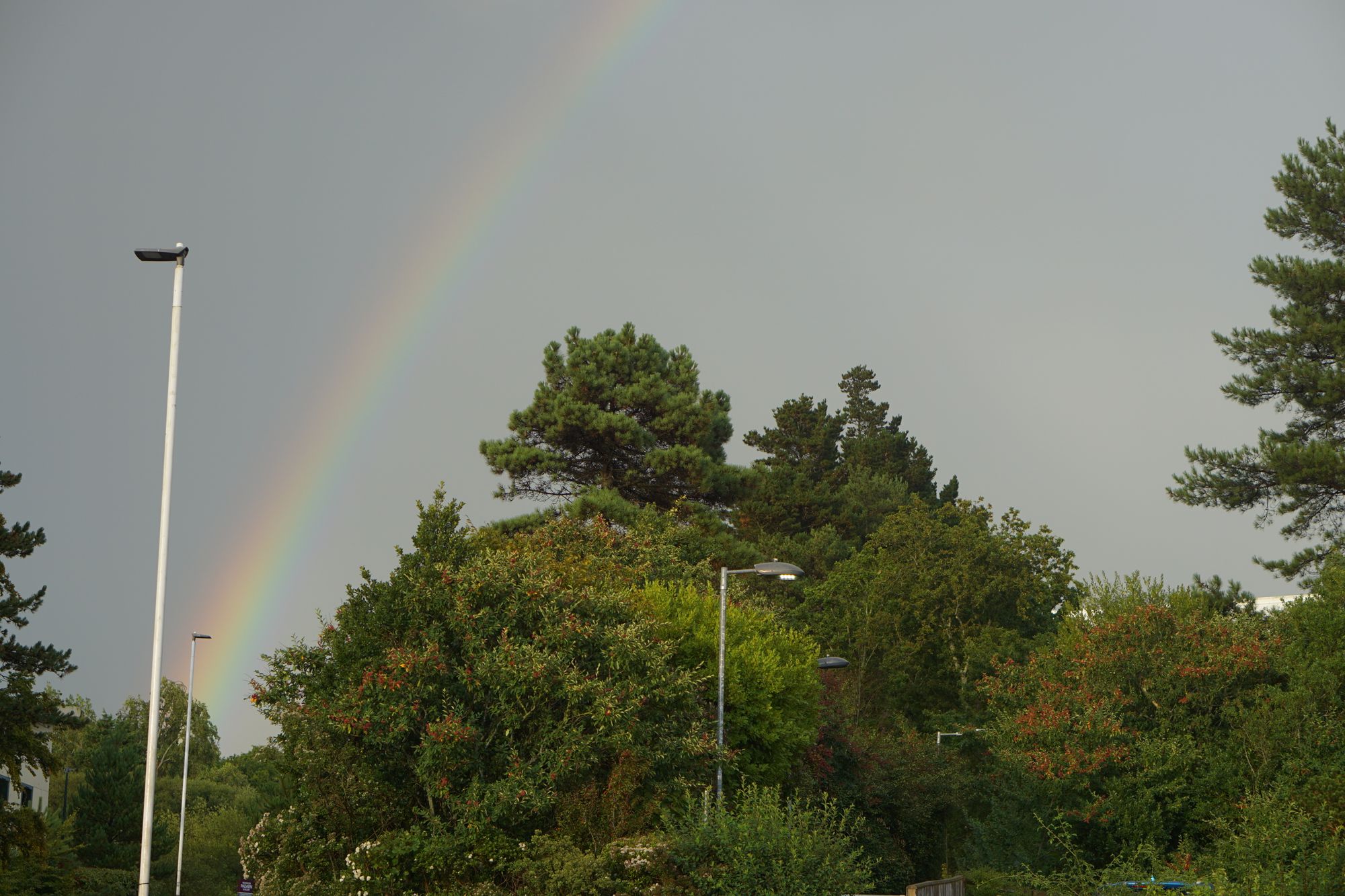 A rainbow on a dark, grey, cloudy sky rises from some trees (some with red berries on them) with some lampposts set among them.
