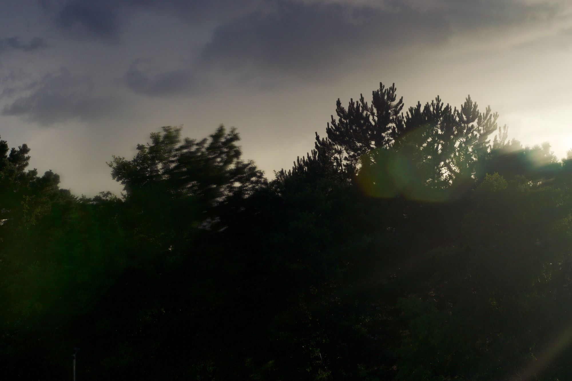 Trees in dramatic silhouette in a cloudy sunset, blurred by water on the lens.