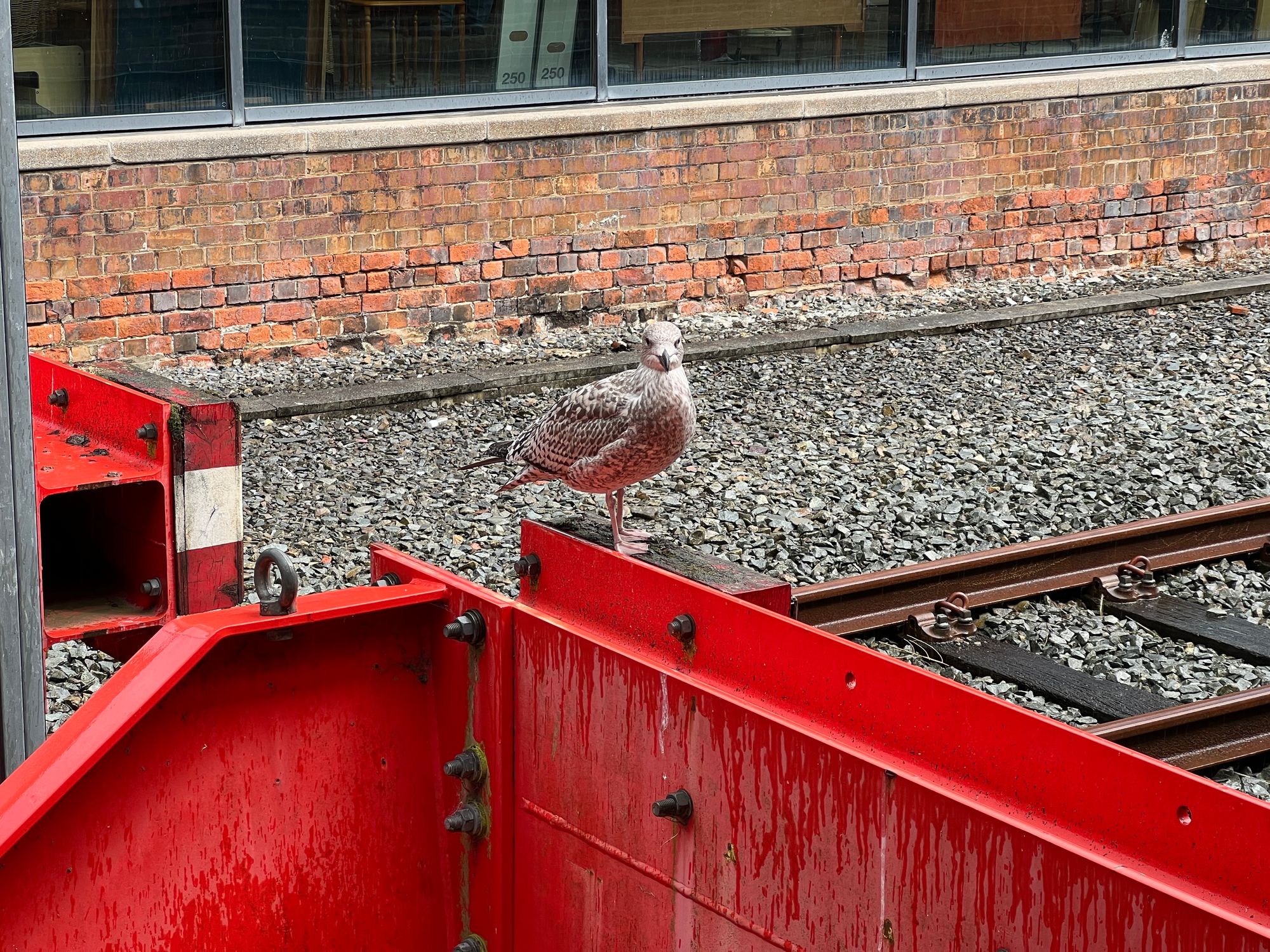 A herring gull perched on a red buffer stop at the end of a railway line, looking to camera.