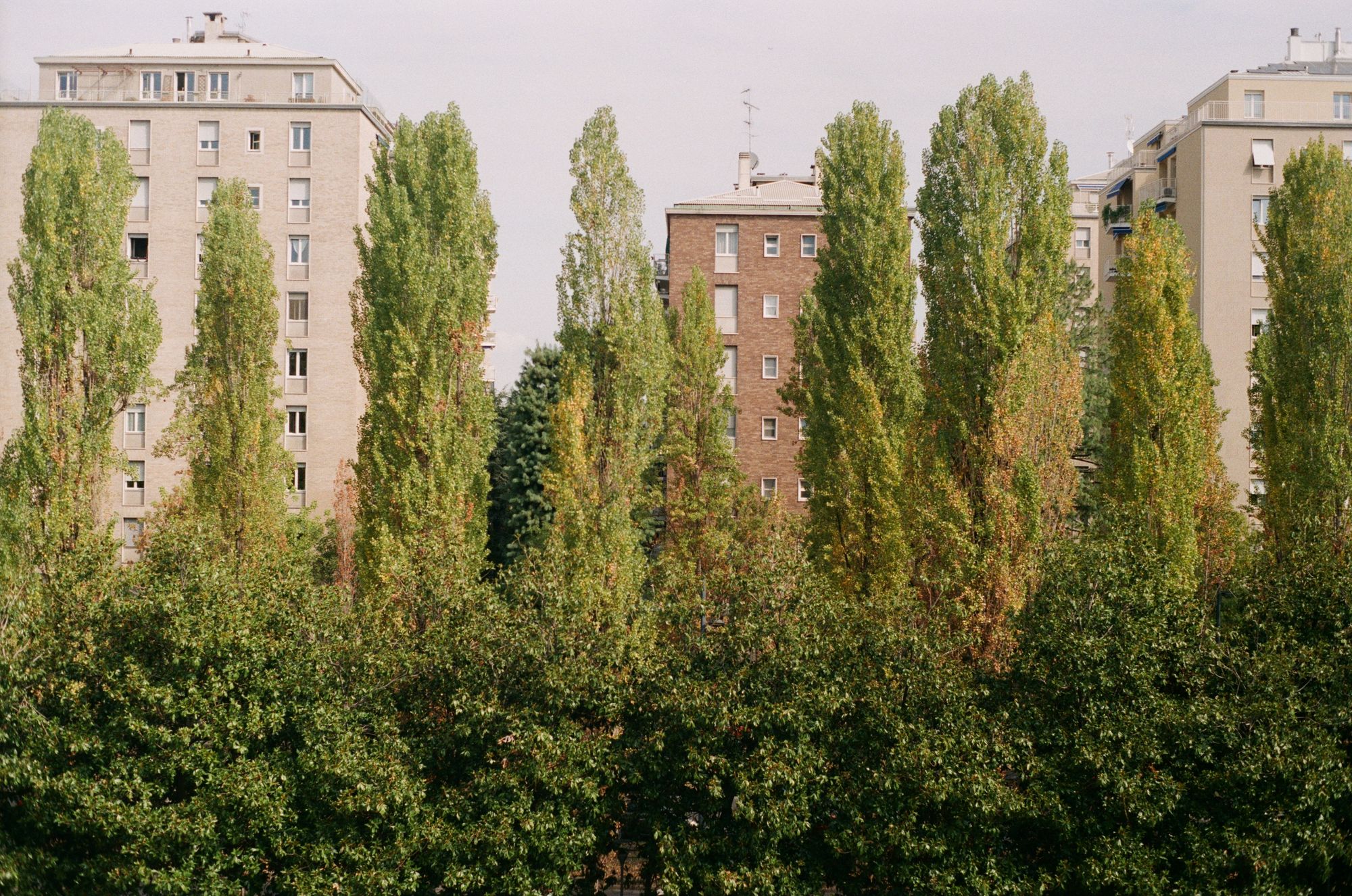 A row of tall green trees in front of apartment blocks.