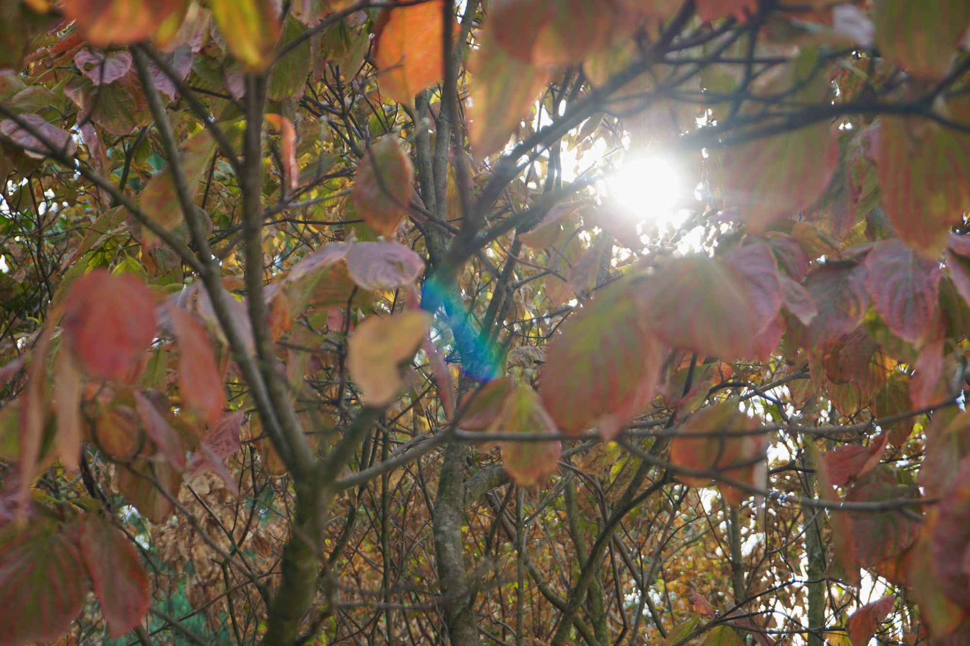 Autumn leaves turned red with green veins on lots of trees with the sun shining behind it.