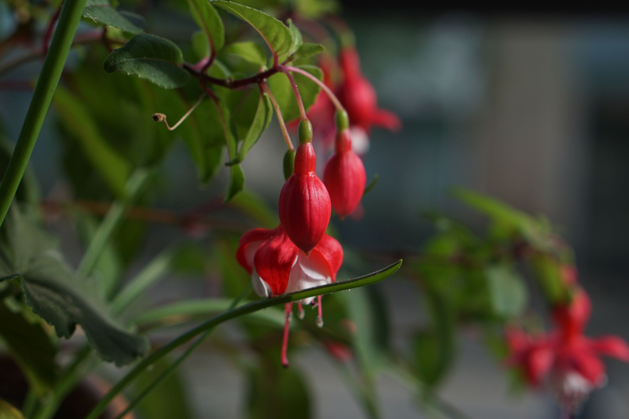 Fuchsia flowers (red outside, white inside) some open, some closed, hang from an erect fuchsia plant with various foliage around it.