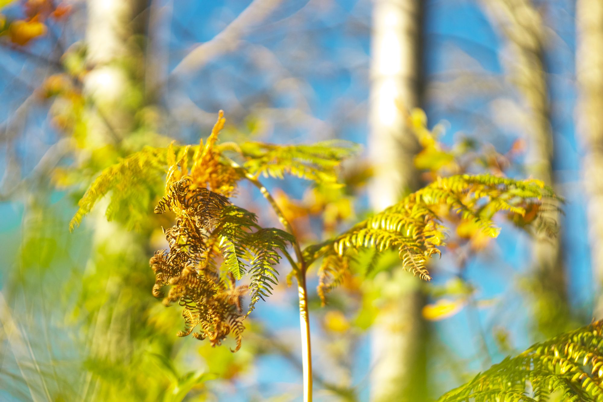 A fern on a long stem with golden green-yellow foliage turning brown and shrivelling. Behind, bare trees blur against a bright blue sky.