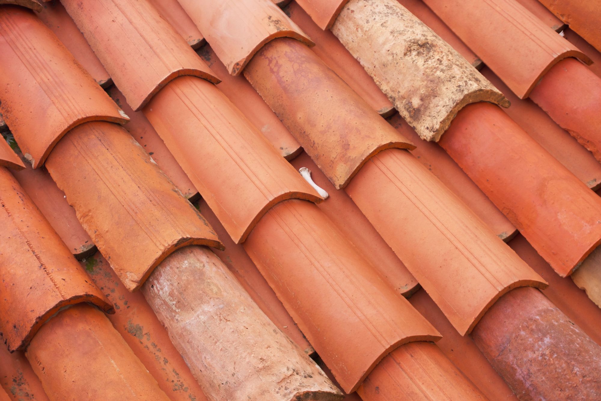 Curved terracotta tiling on a roof with varying states of aging—some looking brand new and some with complex multi-coloured patinas. Nestled between two rows is a chicken bone.